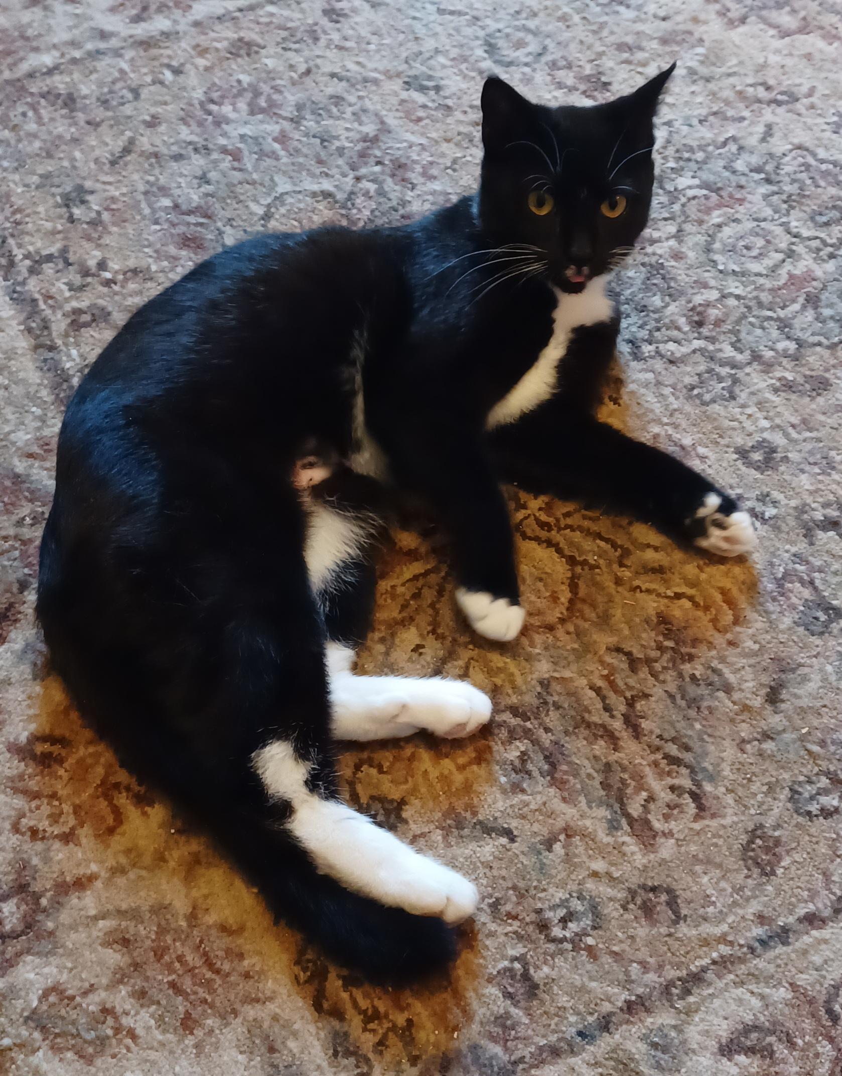Chanel, adopted, Kitten Female Domestic Short Hair.