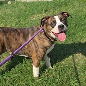 Enlarge 26-01420 TOFFEE, a Adoptable mixed breed in Fredericksburg, VA image 1/2
