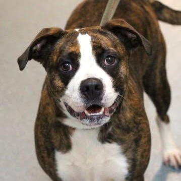 Enlarge 26-01420 TOFFEE, a Adoptable mixed breed in Fredericksburg, VA image 2/2