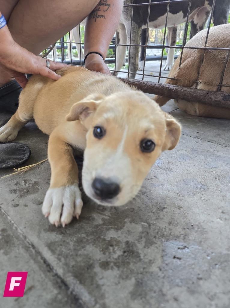 Enlarge River, a Adoptable mixed breed in Waynesville, GA image 4/6