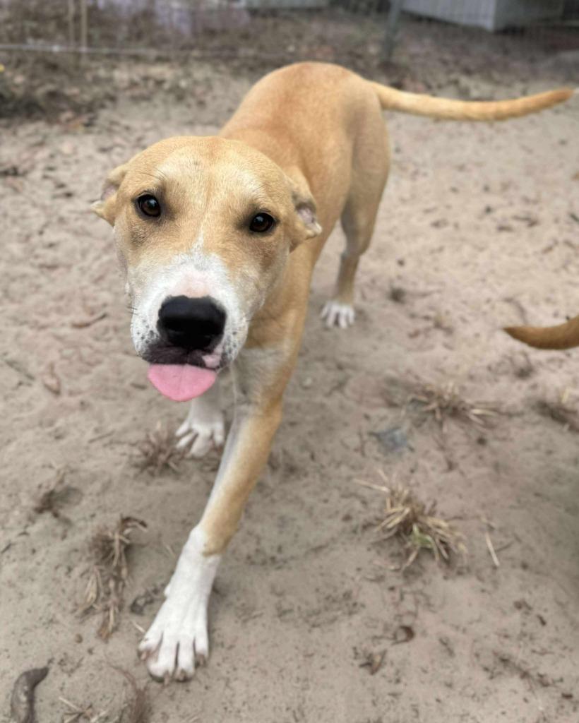 Enlarge River, a Adoptable mixed breed in Waynesville, GA image 5/6