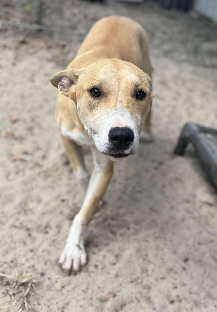 Enlarge River, a Adoptable mixed breed in Waynesville, GA image 6/6