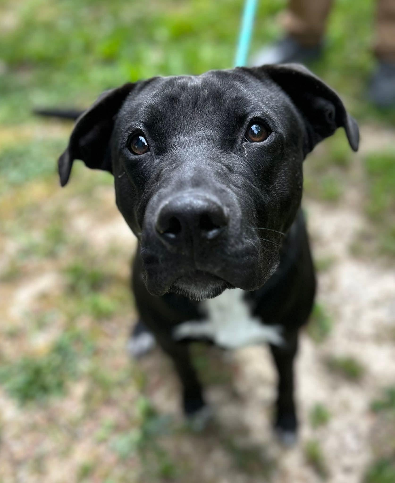 Manhattan , ADOPTABLE, Young Male Mixed Breed.