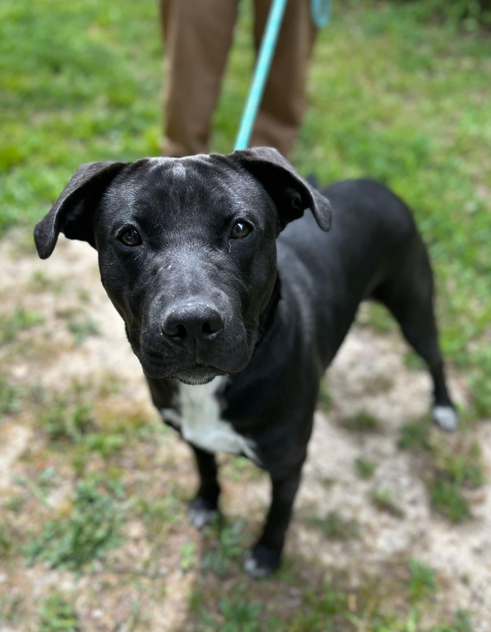 Manhattan , a ADOPTABLE Mixed Breed in Manchester, TN image 2/3