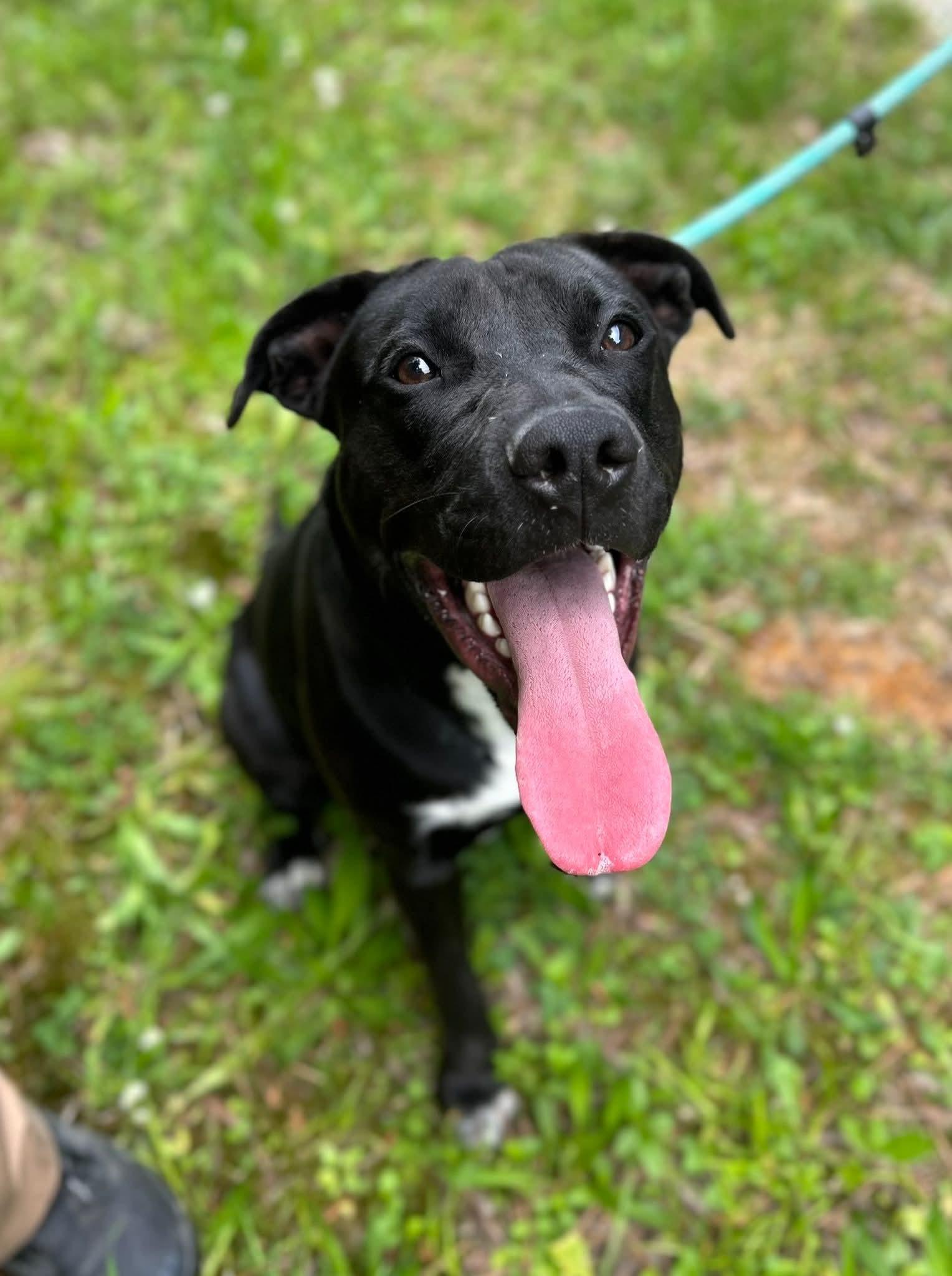 Manhattan , a ADOPTABLE Mixed Breed in Manchester, TN image 3/3