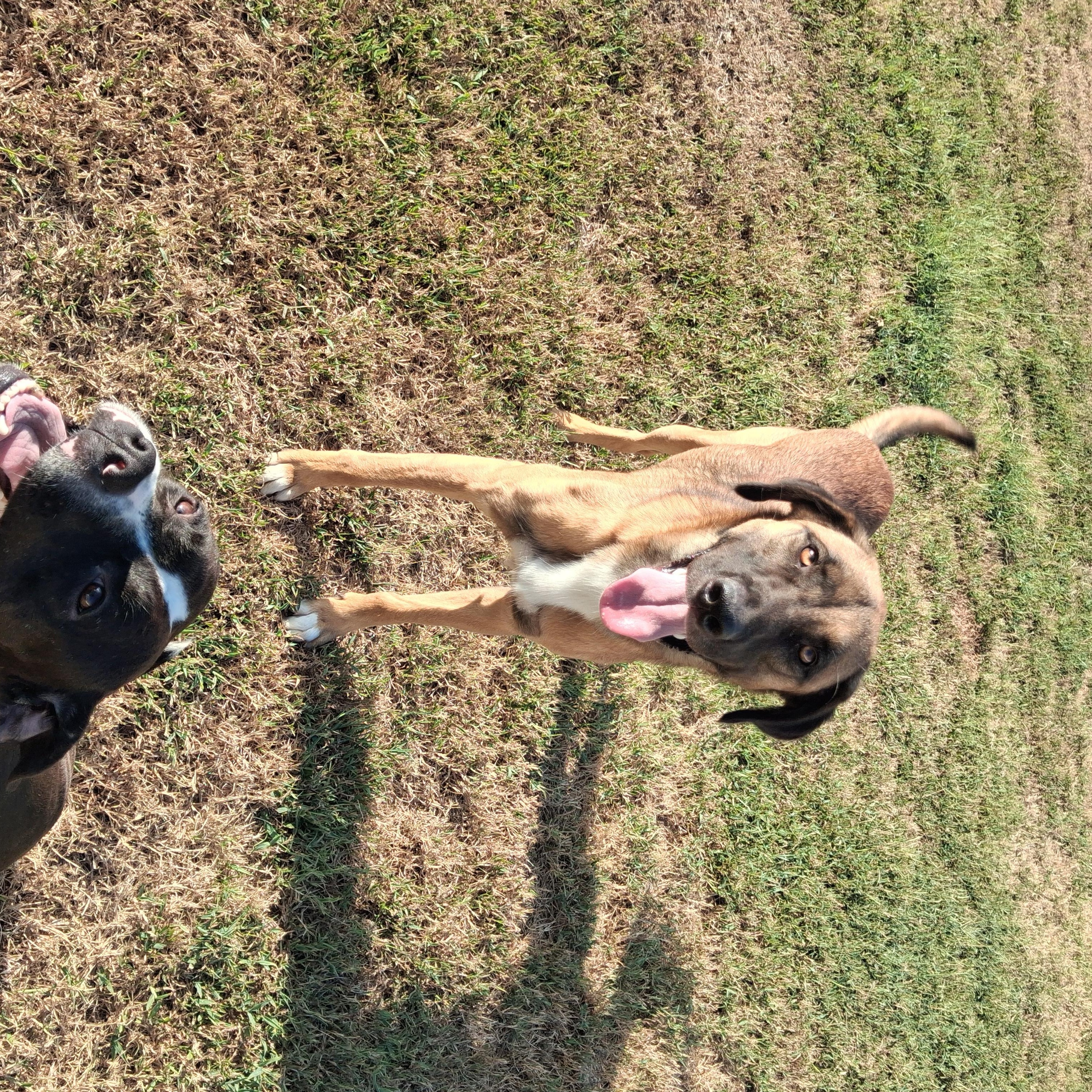 Enlarge Saint, a Adoptable mixed breed in Manchester, NH image 1/3