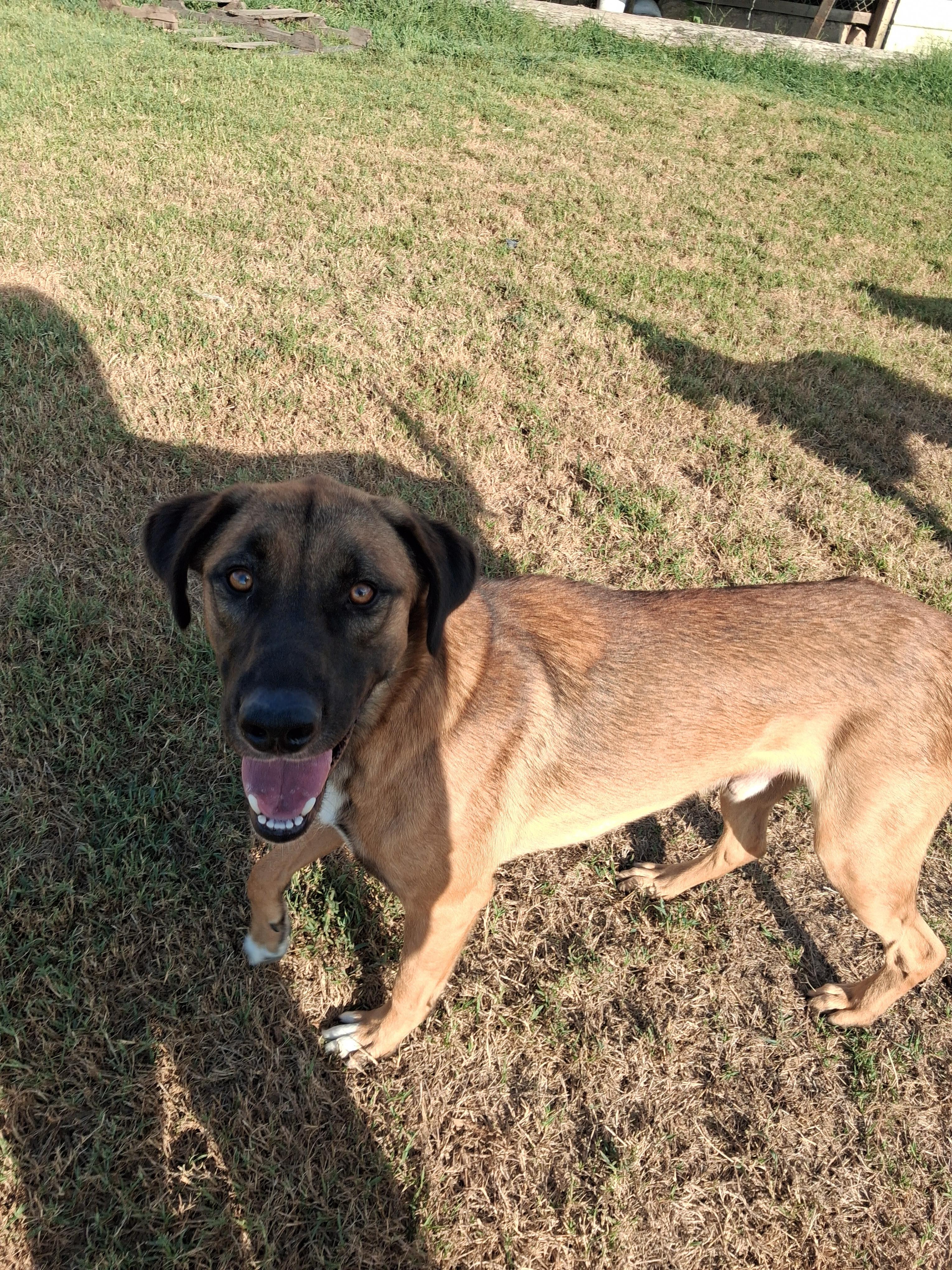 Enlarge Saint, a Adoptable mixed breed in Manchester, NH image 3/3