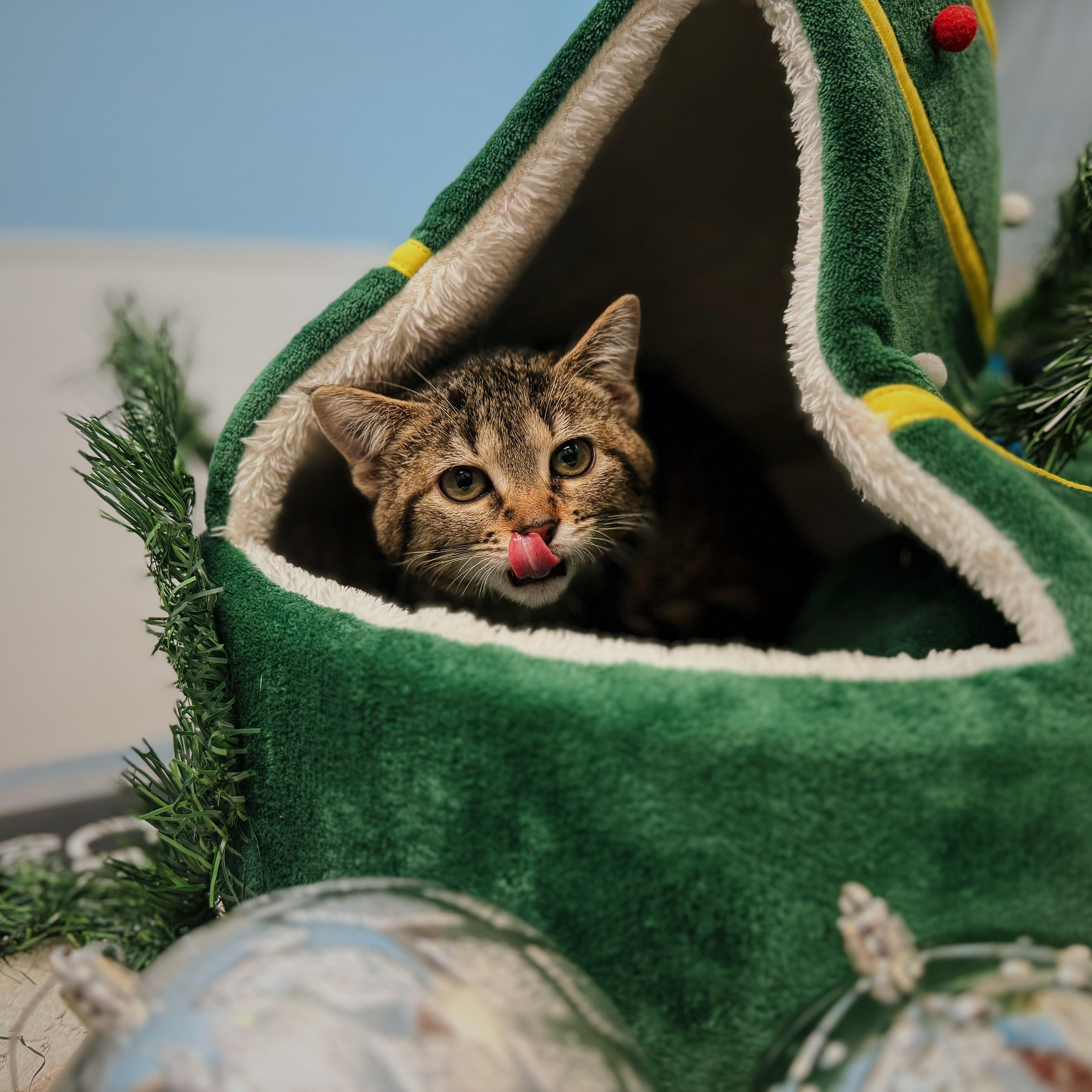 Guppie, adopted, Kitten Female Domestic Short Hair.