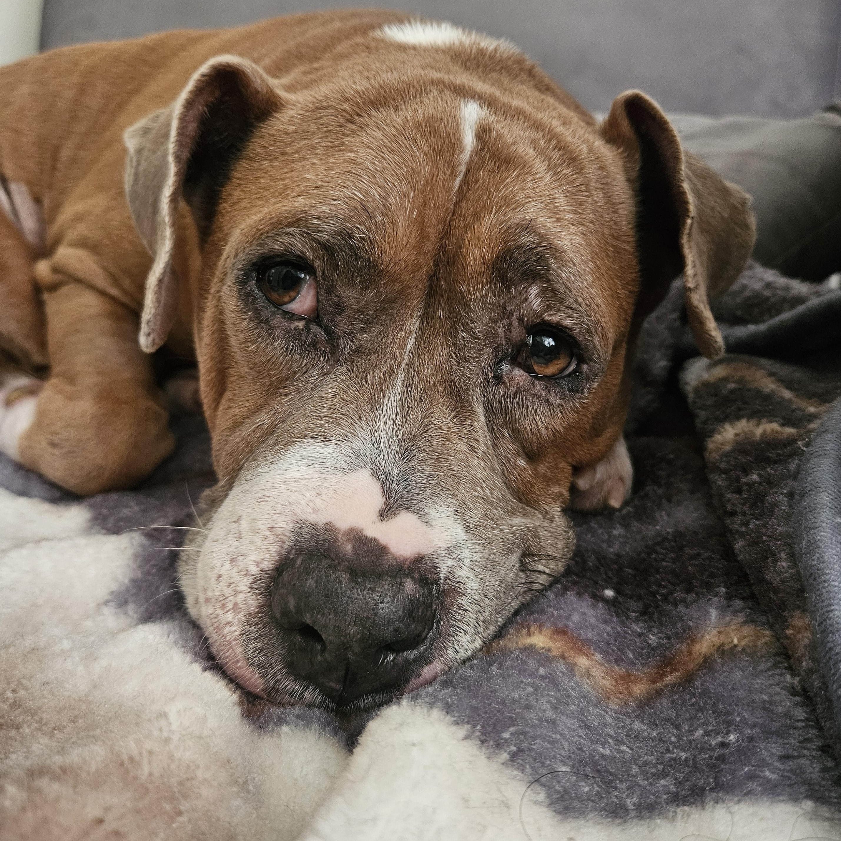 Enlarge Queen Anne's Revenge, a Adoptable American Bulldog in Brooklyn, NY image 6/6