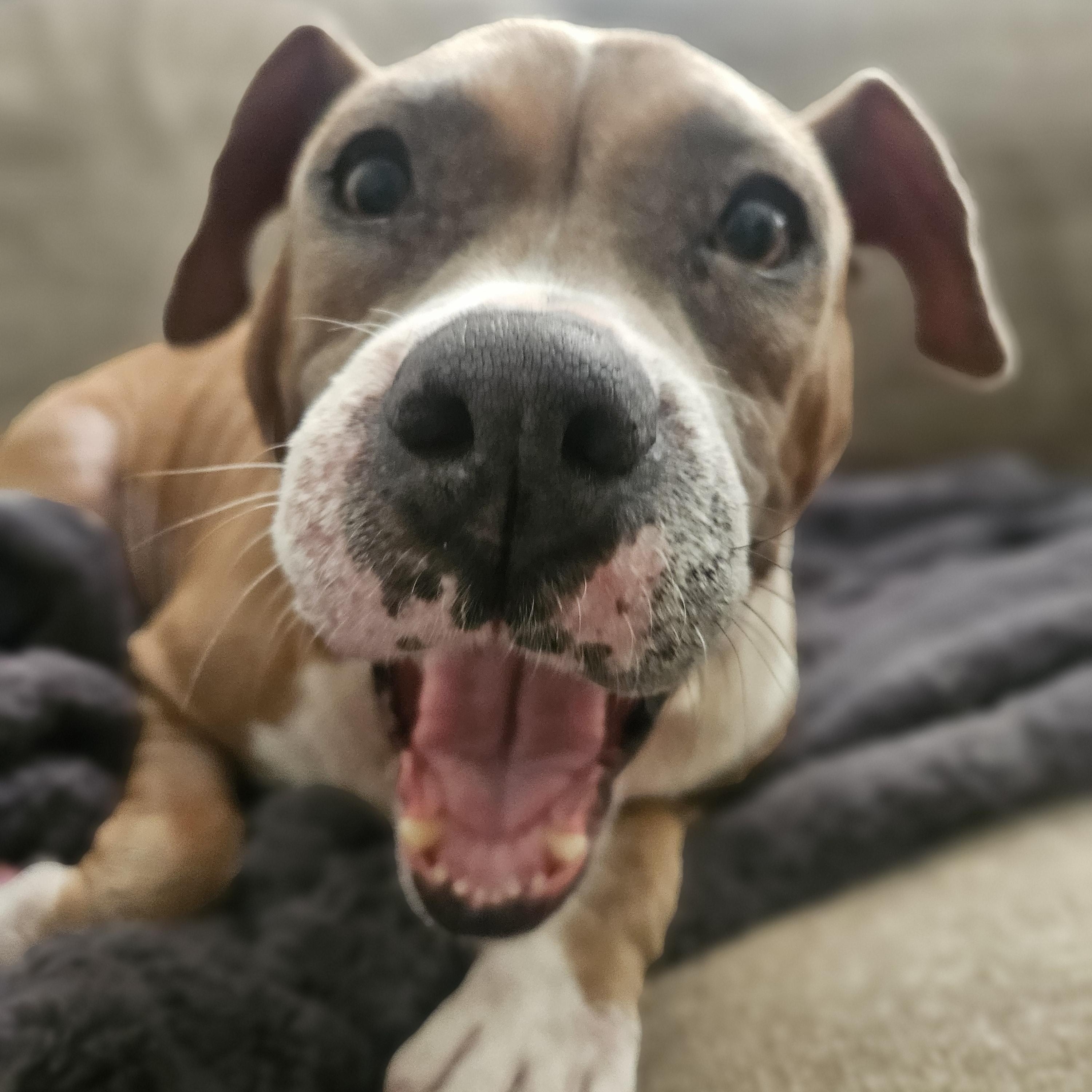 Enlarge Queen Anne's Revenge, a Adoptable American Bulldog in Brooklyn, NY image 5/6