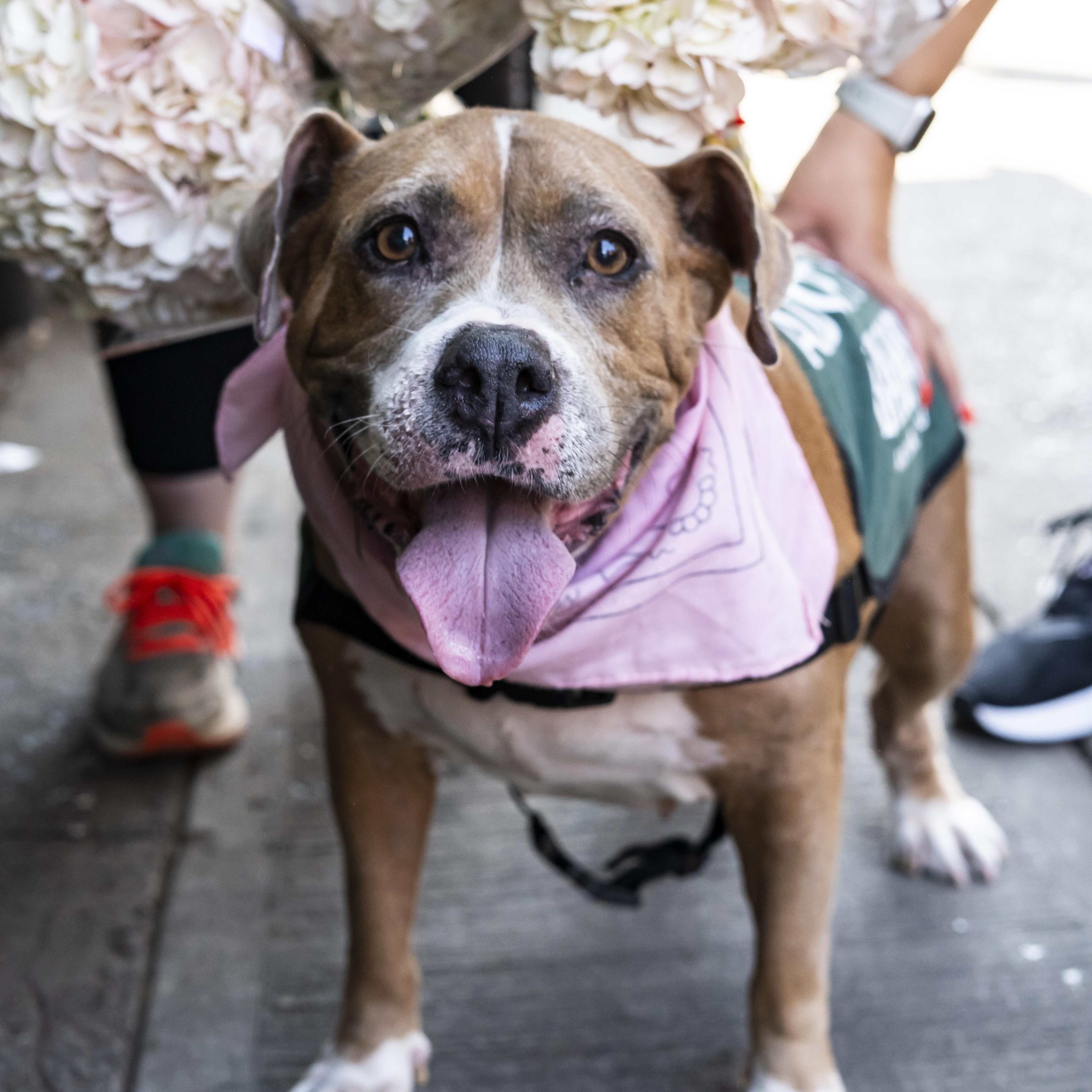 Enlarge Queen Anne's Revenge, a Adoptable American Bulldog in Brooklyn, NY image 2/6