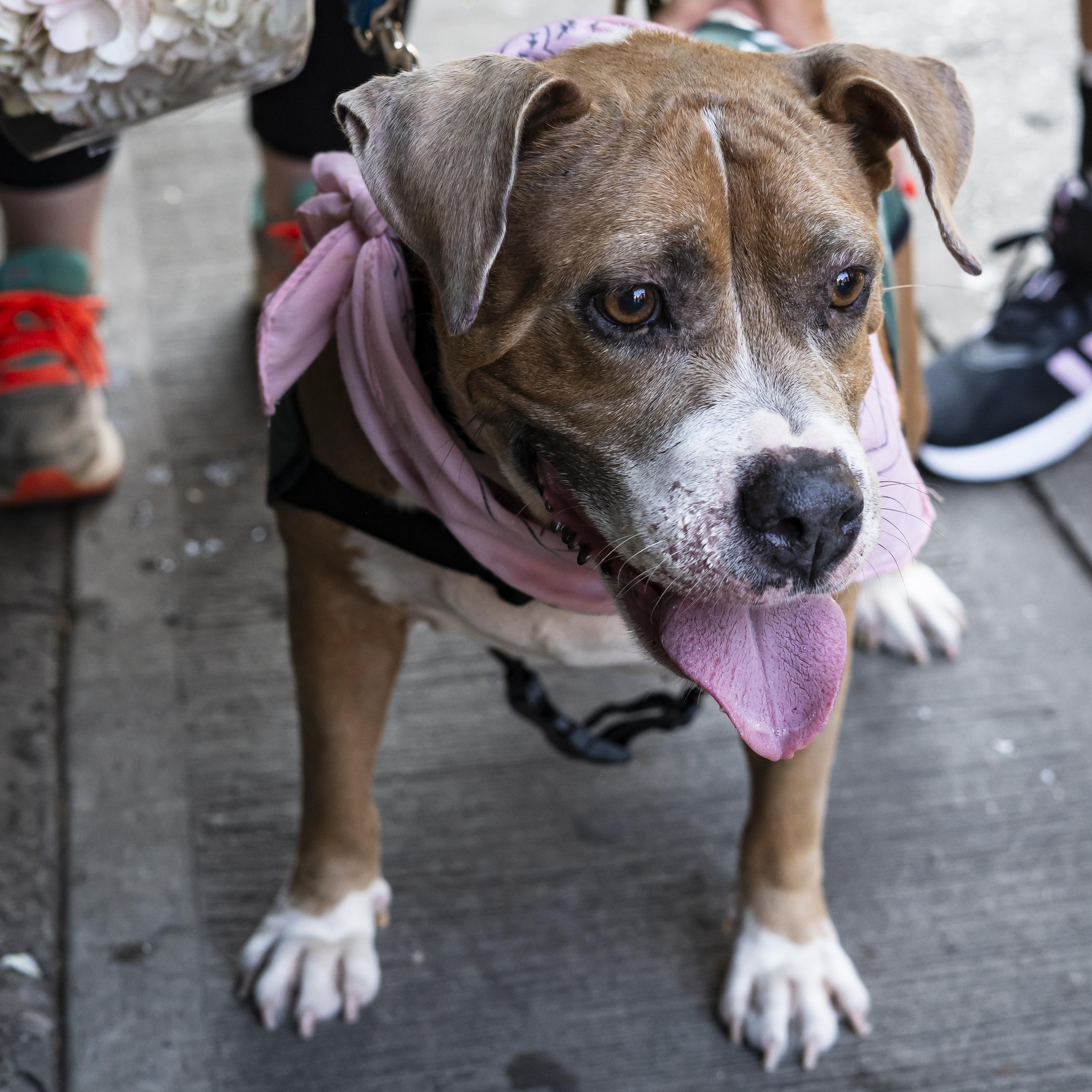Enlarge Queen Anne's Revenge, a Adoptable American Bulldog in Brooklyn, NY image 3/6