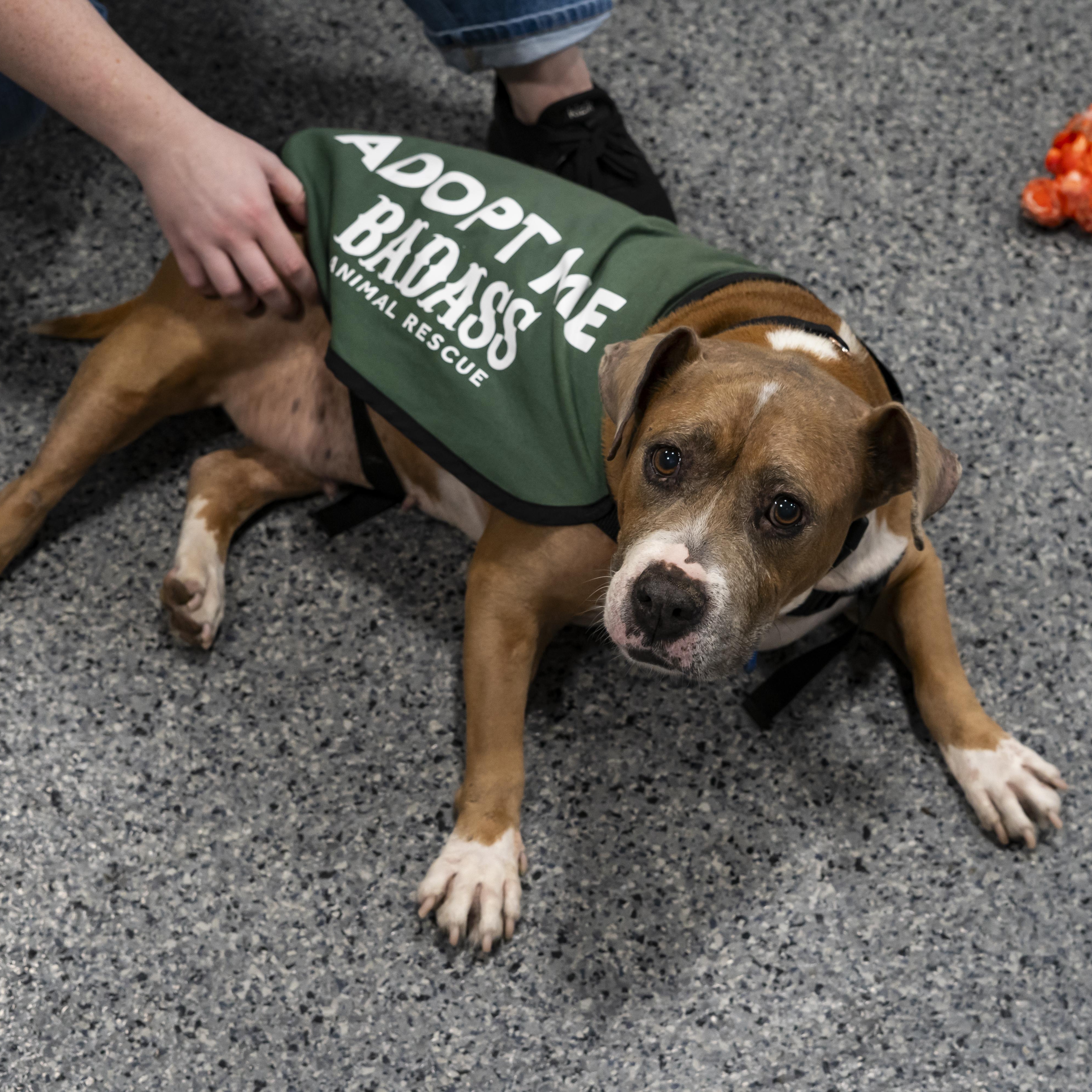 Enlarge Queen Anne's Revenge, a Adoptable American Bulldog in Brooklyn, NY image 4/6