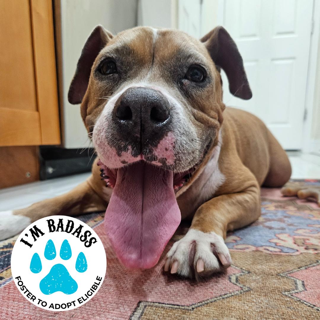 Queen Anne's Revenge, Adoptable, Senior Female American Bulldog.