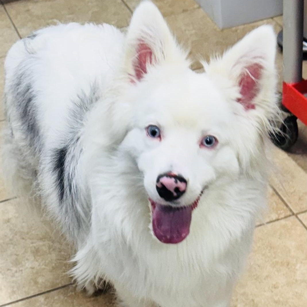 Freddie, a ADOPTABLE Australian Shepherd in Louisburg, KS image 1/5