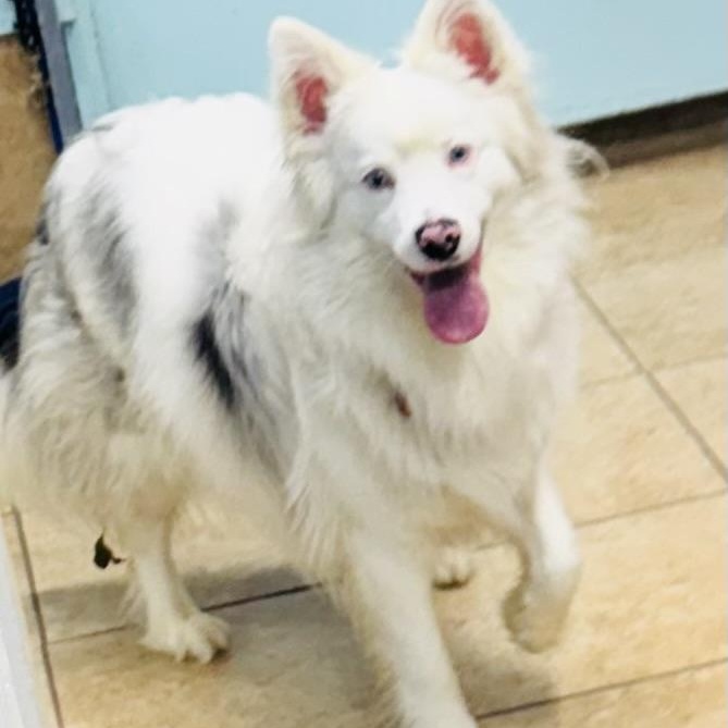 Freddie, a ADOPTABLE Australian Shepherd in Louisburg, KS image 3/5