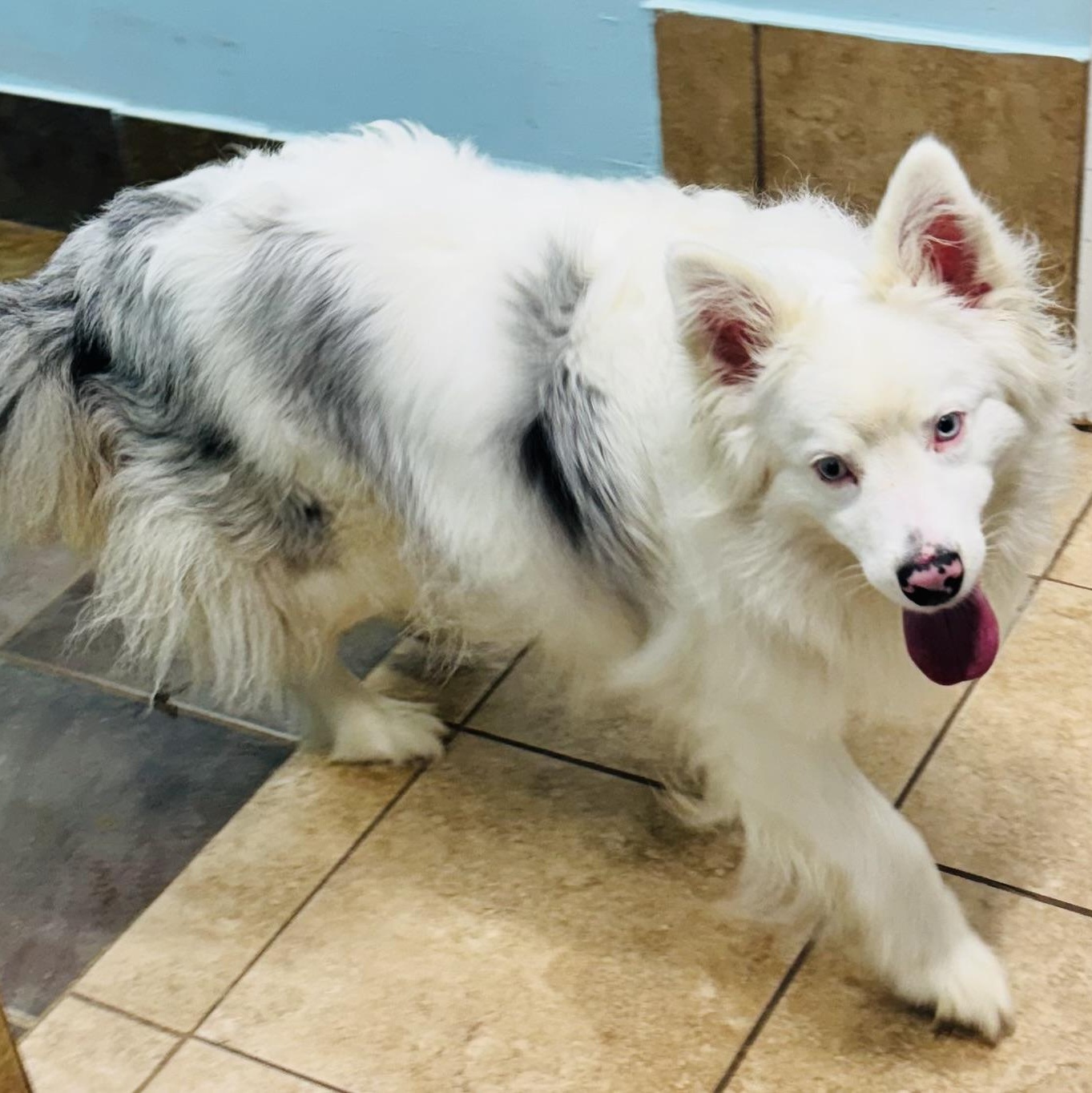 Freddie, a ADOPTABLE Australian Shepherd in Louisburg, KS image 5/5