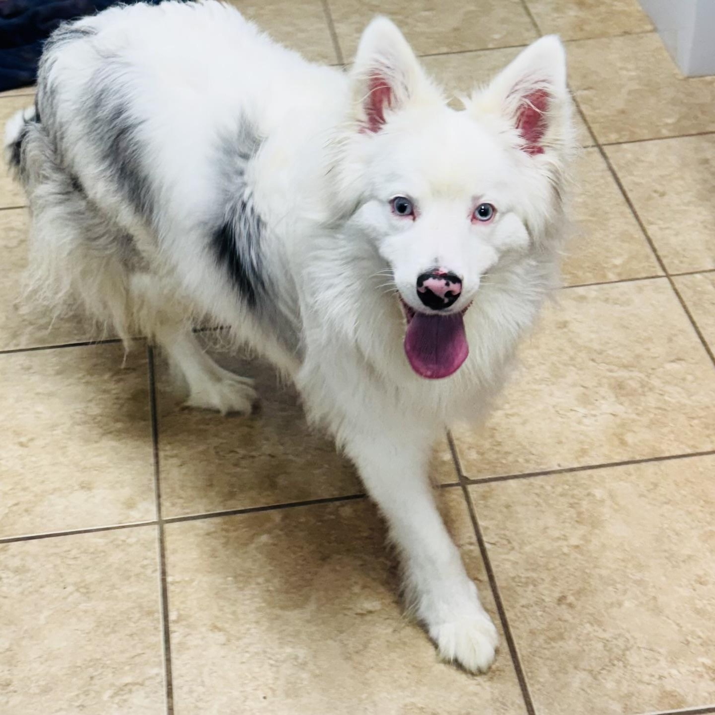 Freddie, a ADOPTABLE Australian Shepherd in Louisburg, KS image 2/5