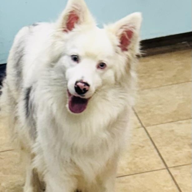 Freddie, a ADOPTABLE Australian Shepherd in Louisburg, KS image 4/5