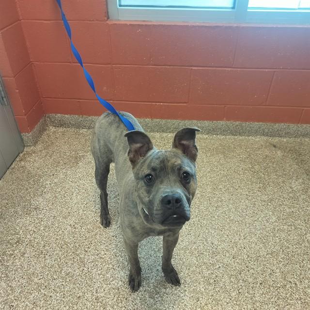 Enlarge SCOTTY, a Adoptable mixed breed in Pueblo, CO image 1/1