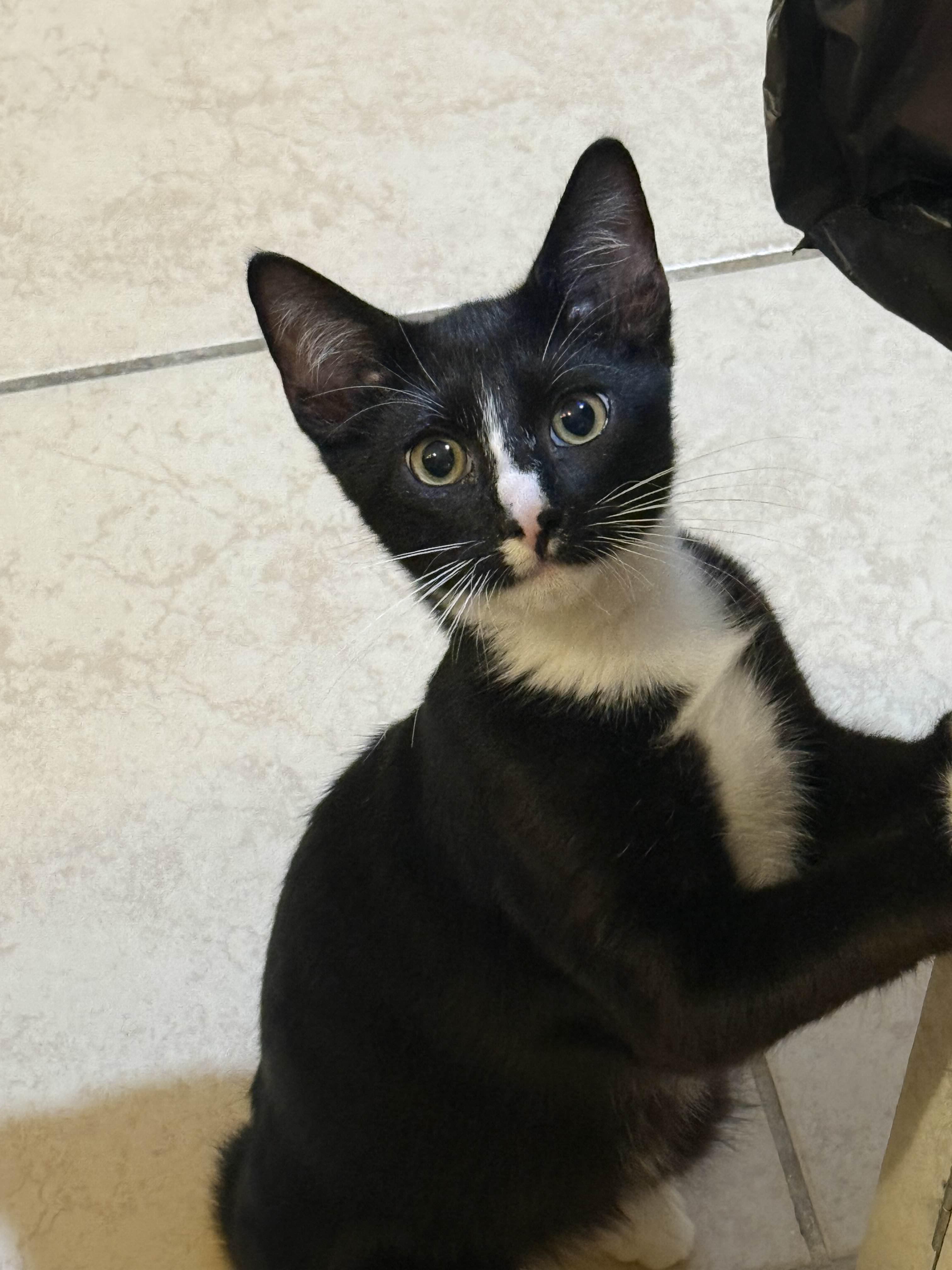 Gizmo, Young Male Domestic Short Hair