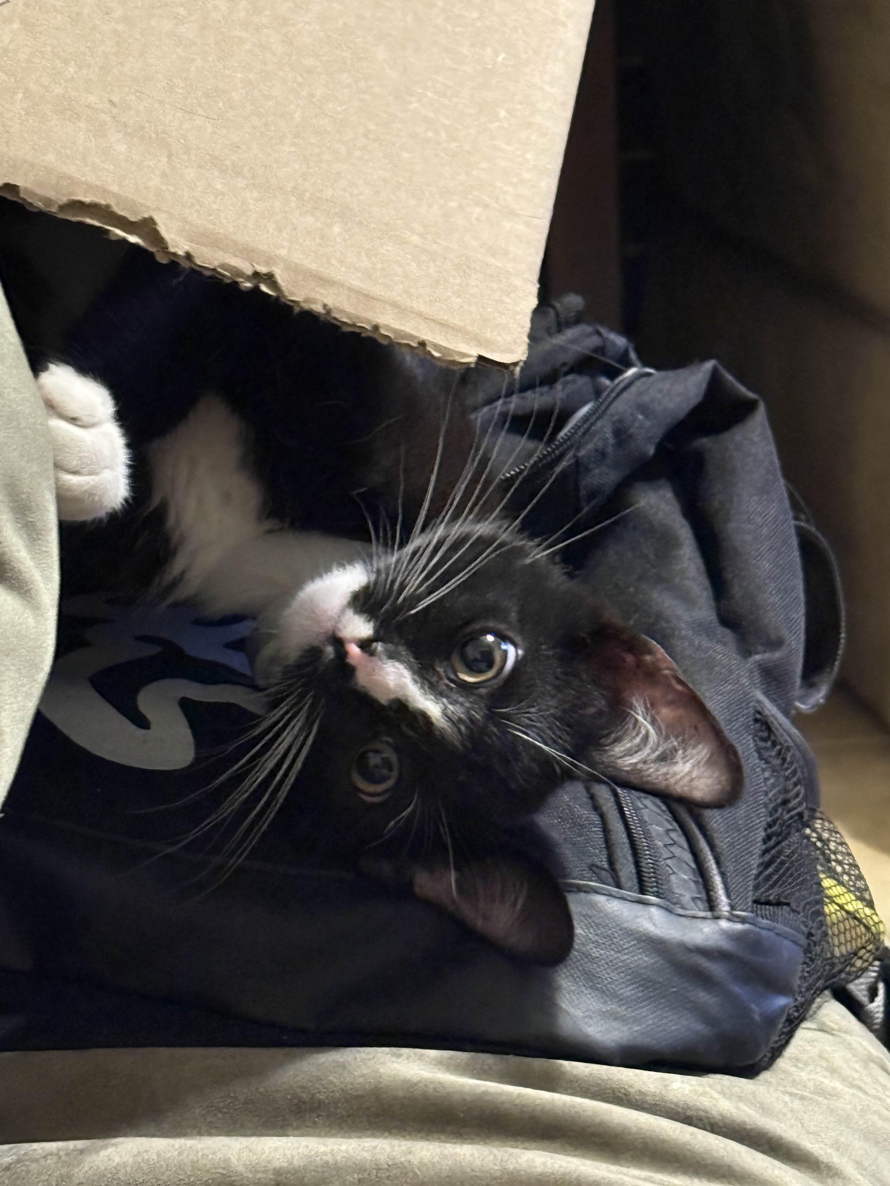 Gizmo photo 4
