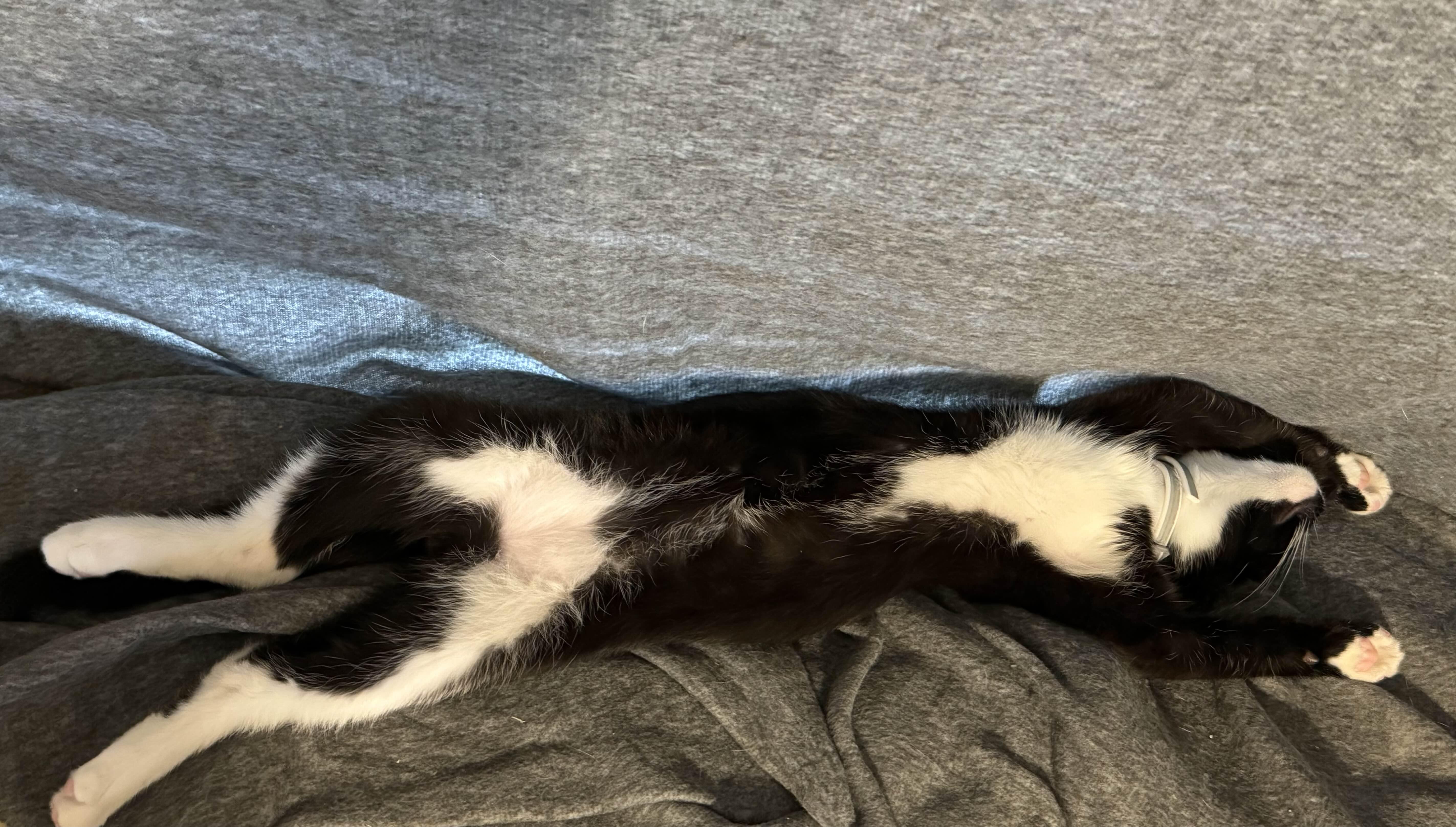Gizmo photo 6