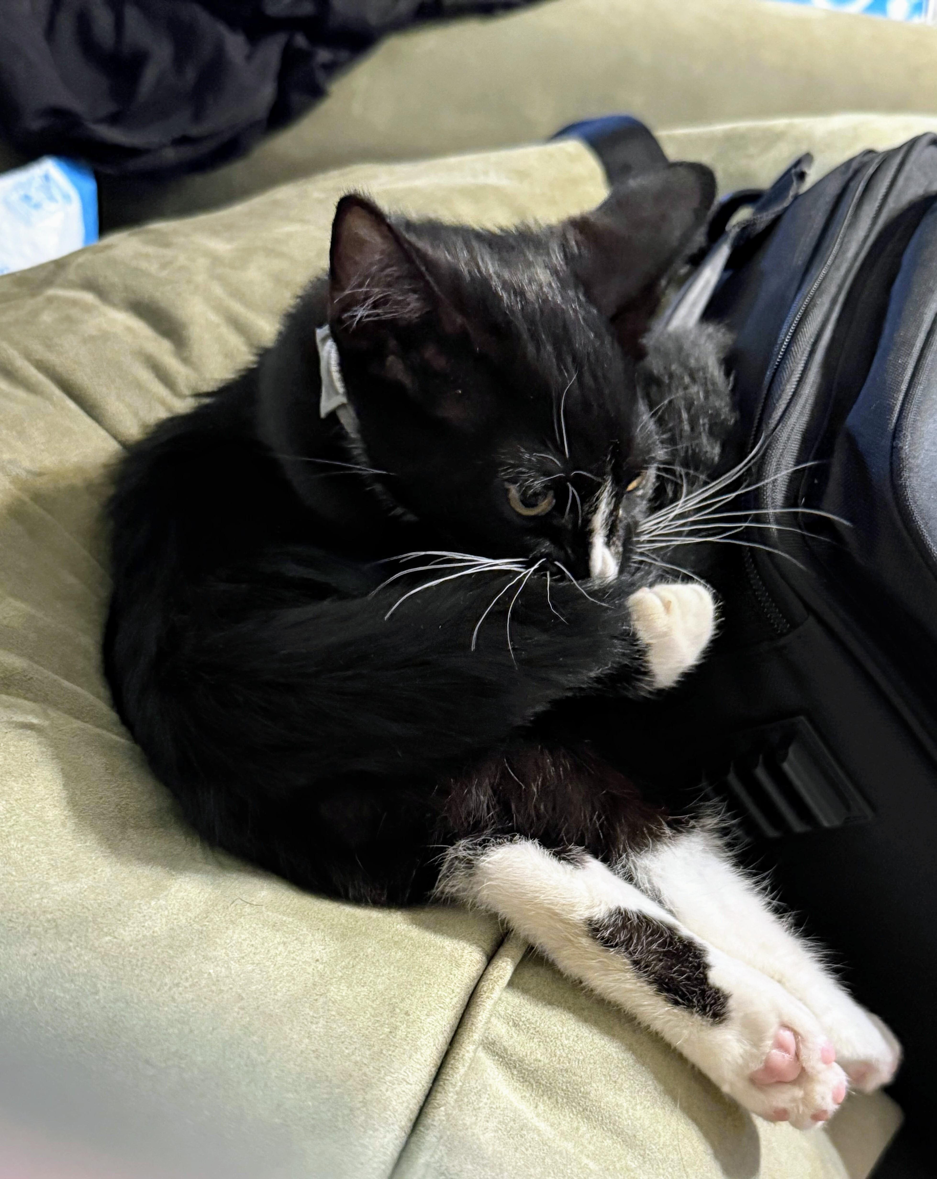 Gizmo photo 3