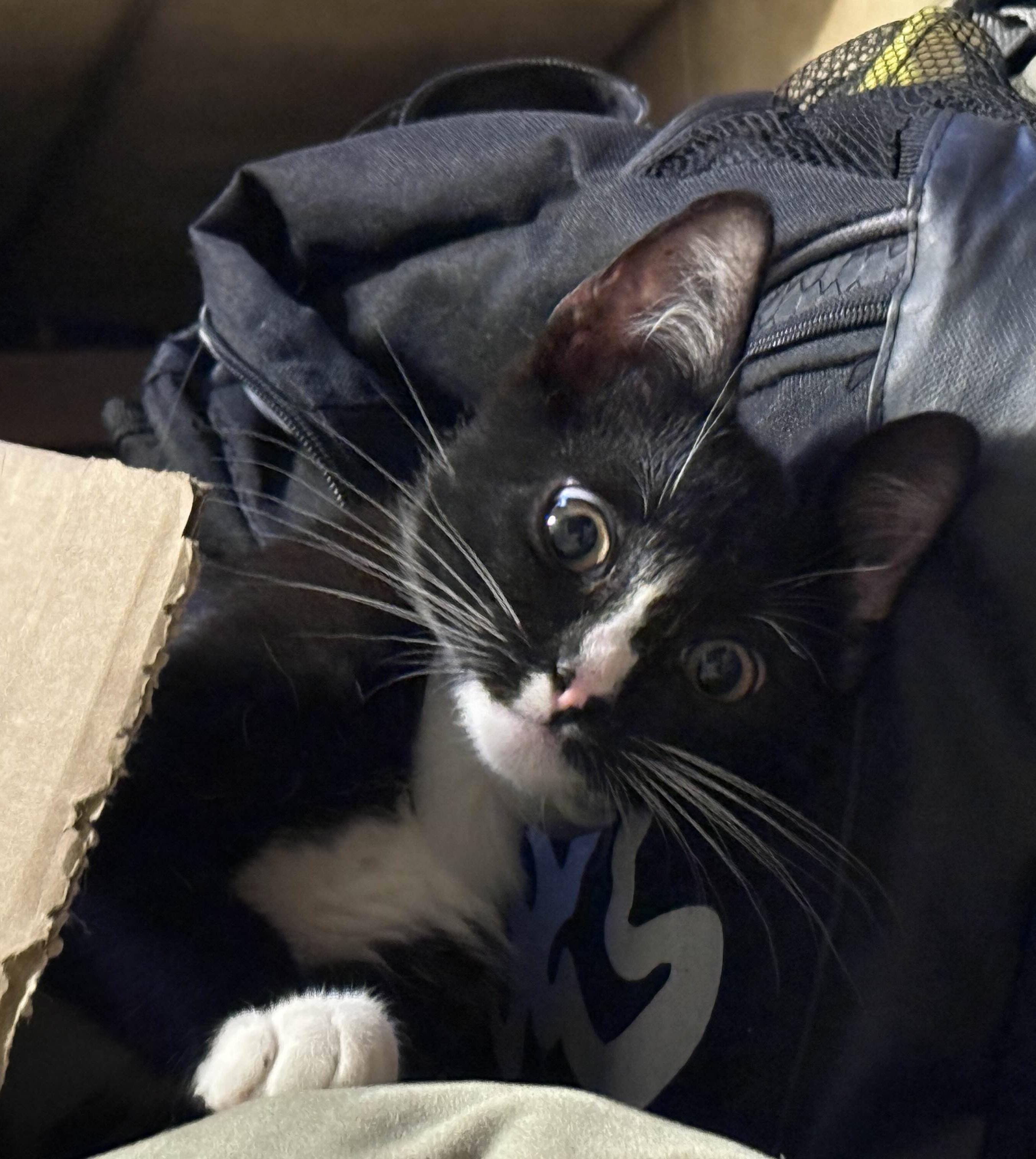 Gizmo photo 5