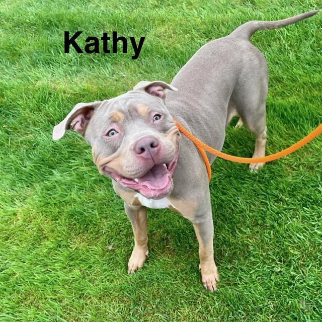 KATHY, Adoptable, Young Female Pit Bull Terrier.