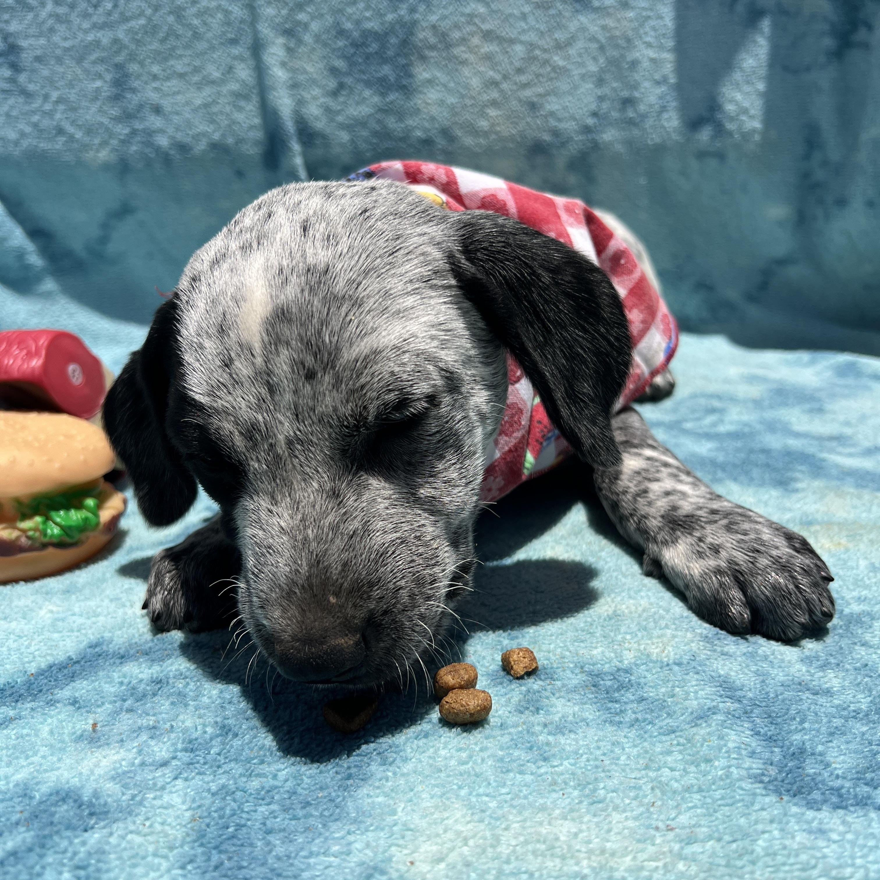 Enlarge Georgie, a Adoptable mixed breed in Roseville , CA image 4/6