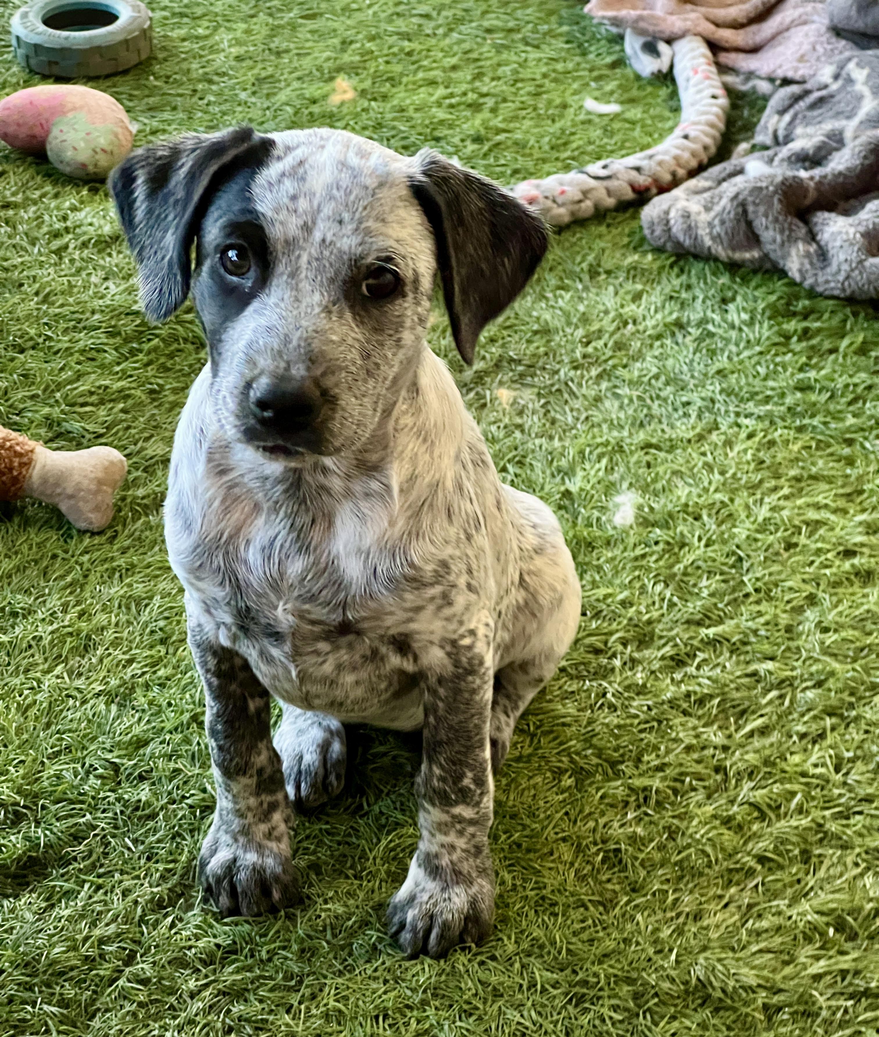 Enlarge Georgie, a Adoptable mixed breed in Roseville , CA image 3/6