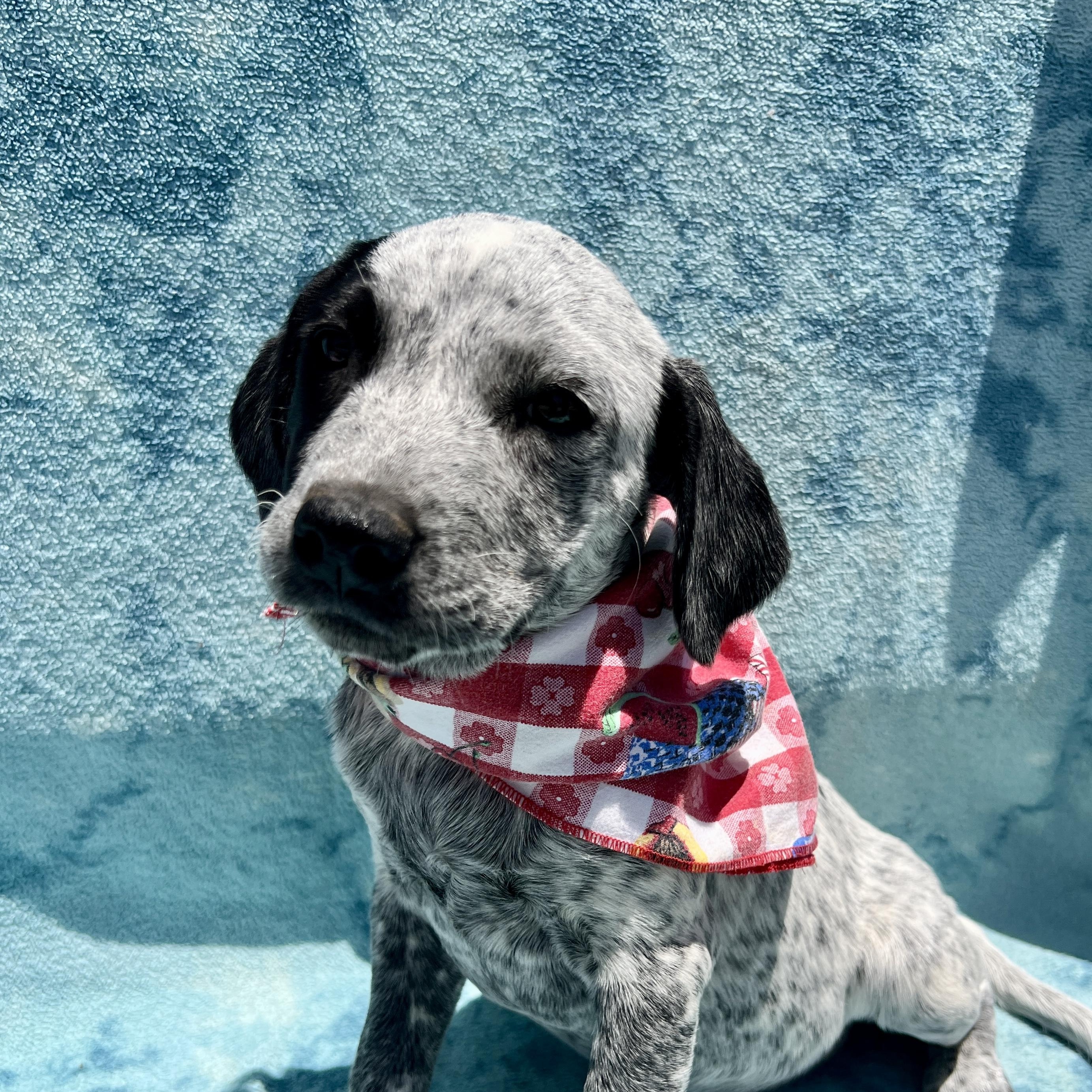 Enlarge Georgie, a Adoptable mixed breed in Roseville , CA image 1/6