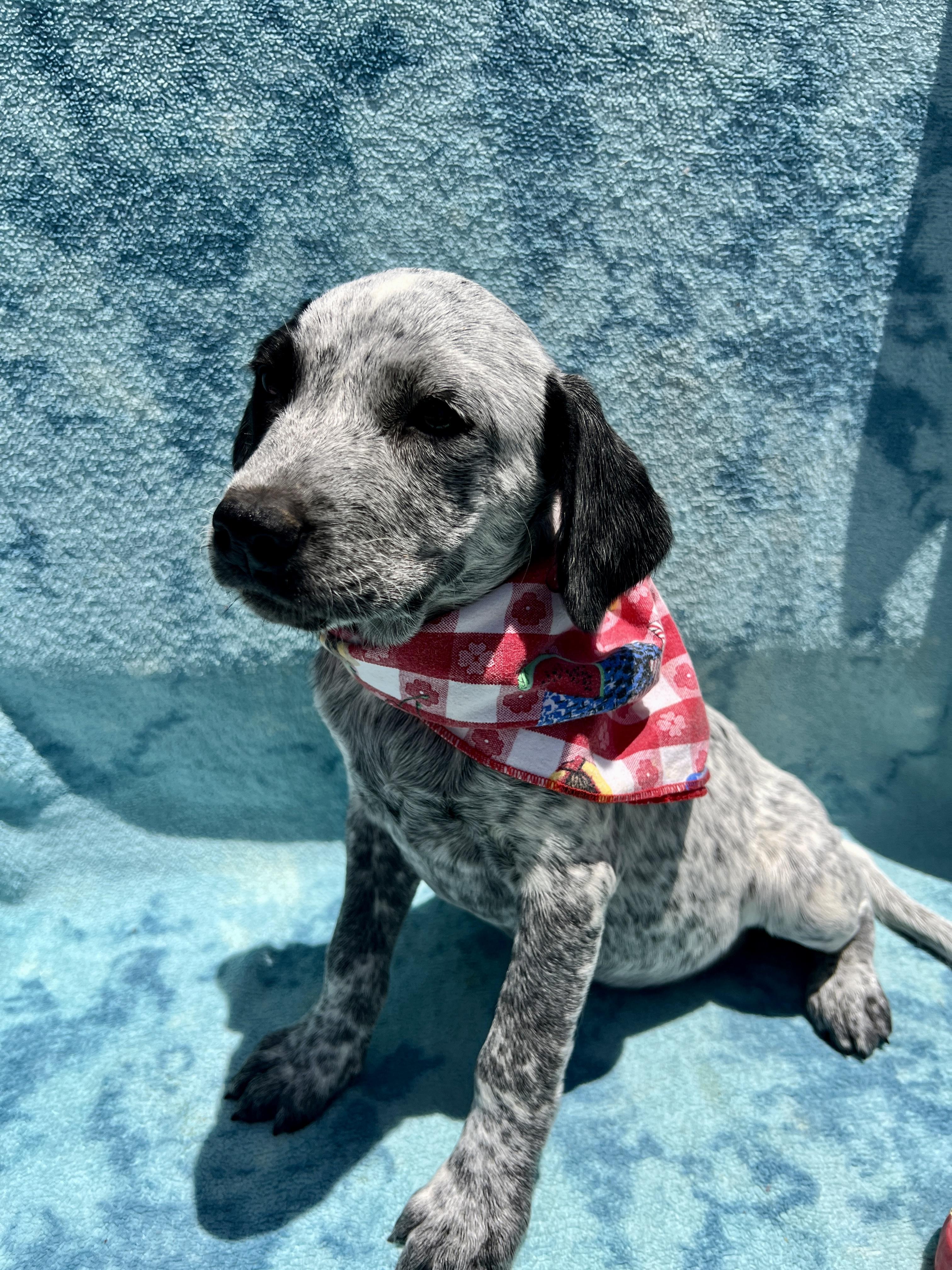 Enlarge Georgie, a Adoptable mixed breed in Roseville , CA image 5/6