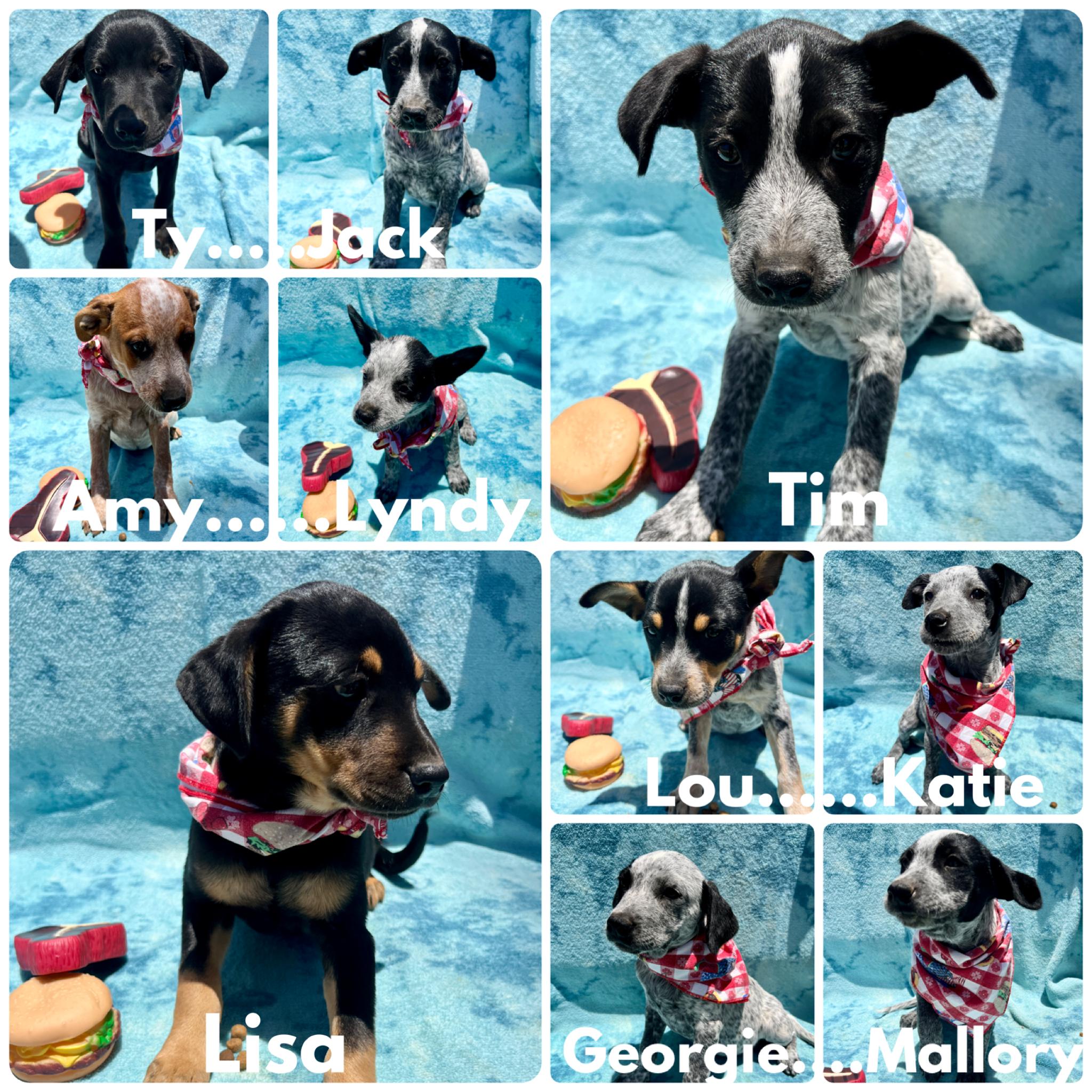 Enlarge Georgie, a Adoptable mixed breed in Roseville , CA image 6/6