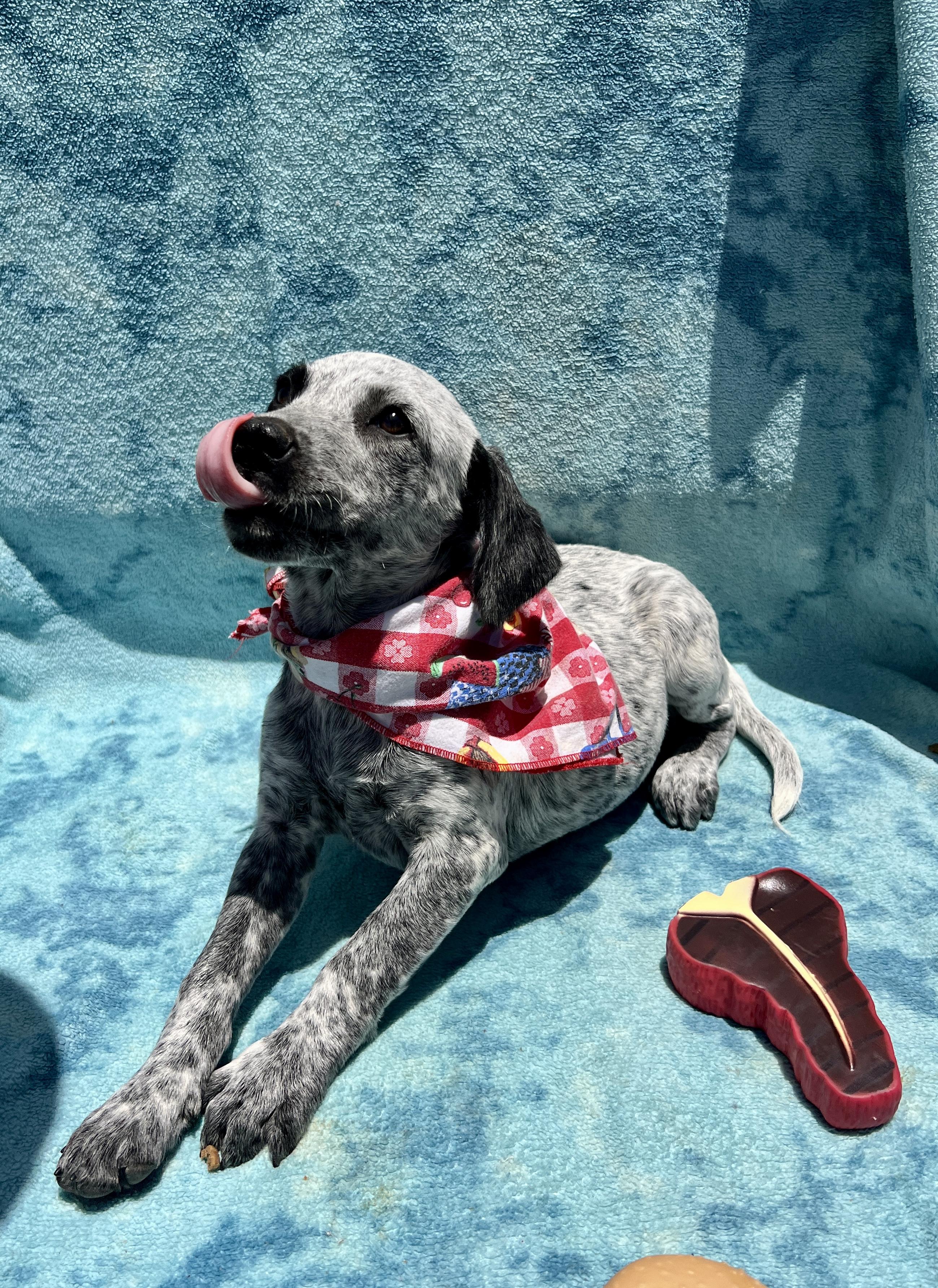Enlarge Georgie, a Adoptable mixed breed in Roseville , CA image 2/6