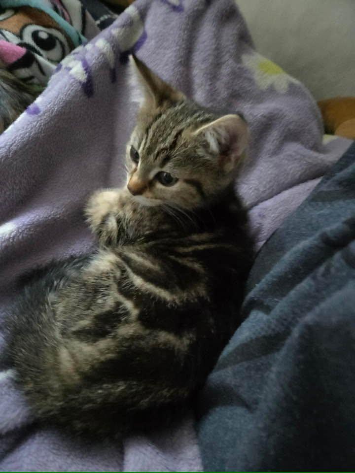 Paige & Juniper, ADOPTABLE, Kitten Female Domestic Short Hair.