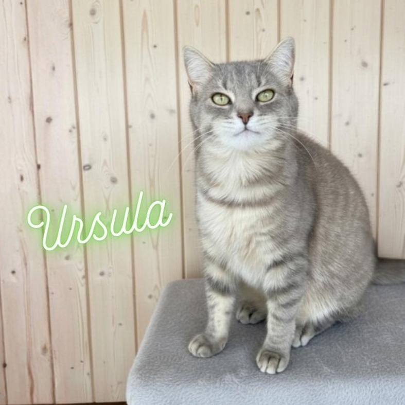Ursula, a ADOPTABLE Domestic Short Hair in Greensburg, PA image 1/6