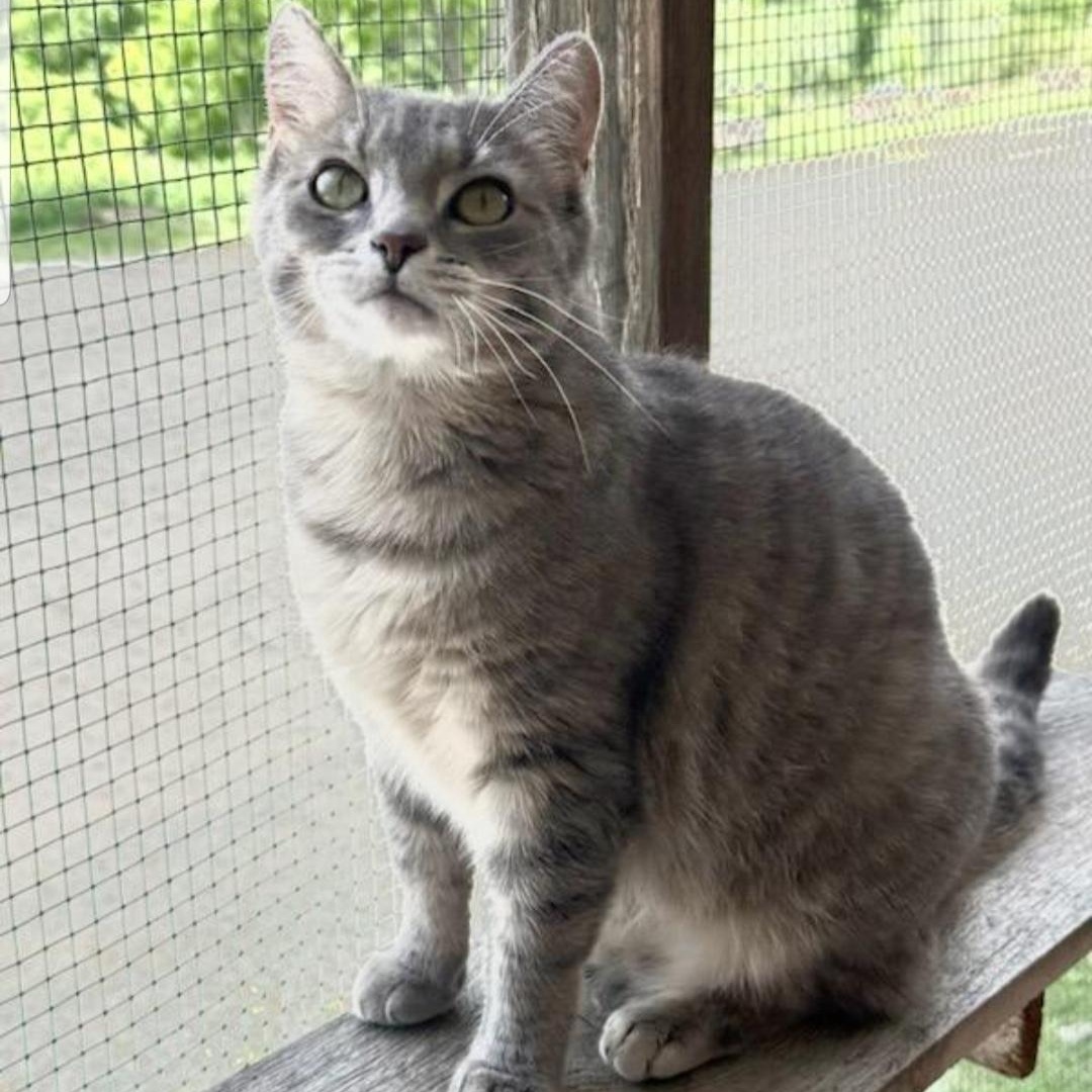 Ursula, a ADOPTABLE Domestic Short Hair in Greensburg, PA image 3/6