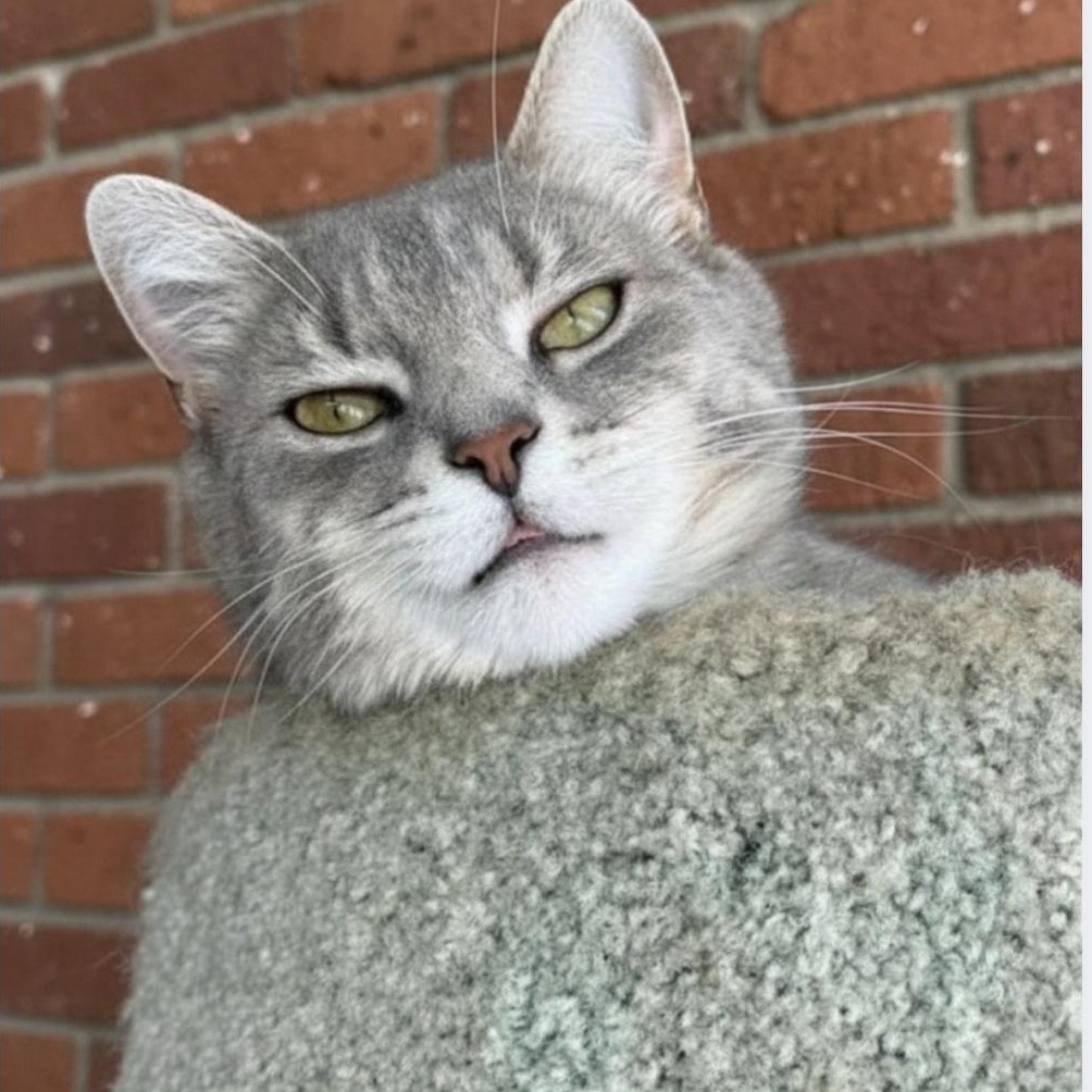 Ursula, a ADOPTABLE Domestic Short Hair in Greensburg, PA image 4/6