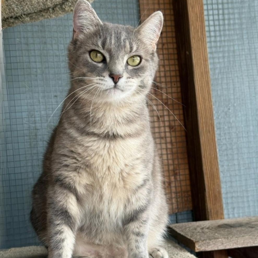 Ursula, a ADOPTABLE Domestic Short Hair in Greensburg, PA image 5/6