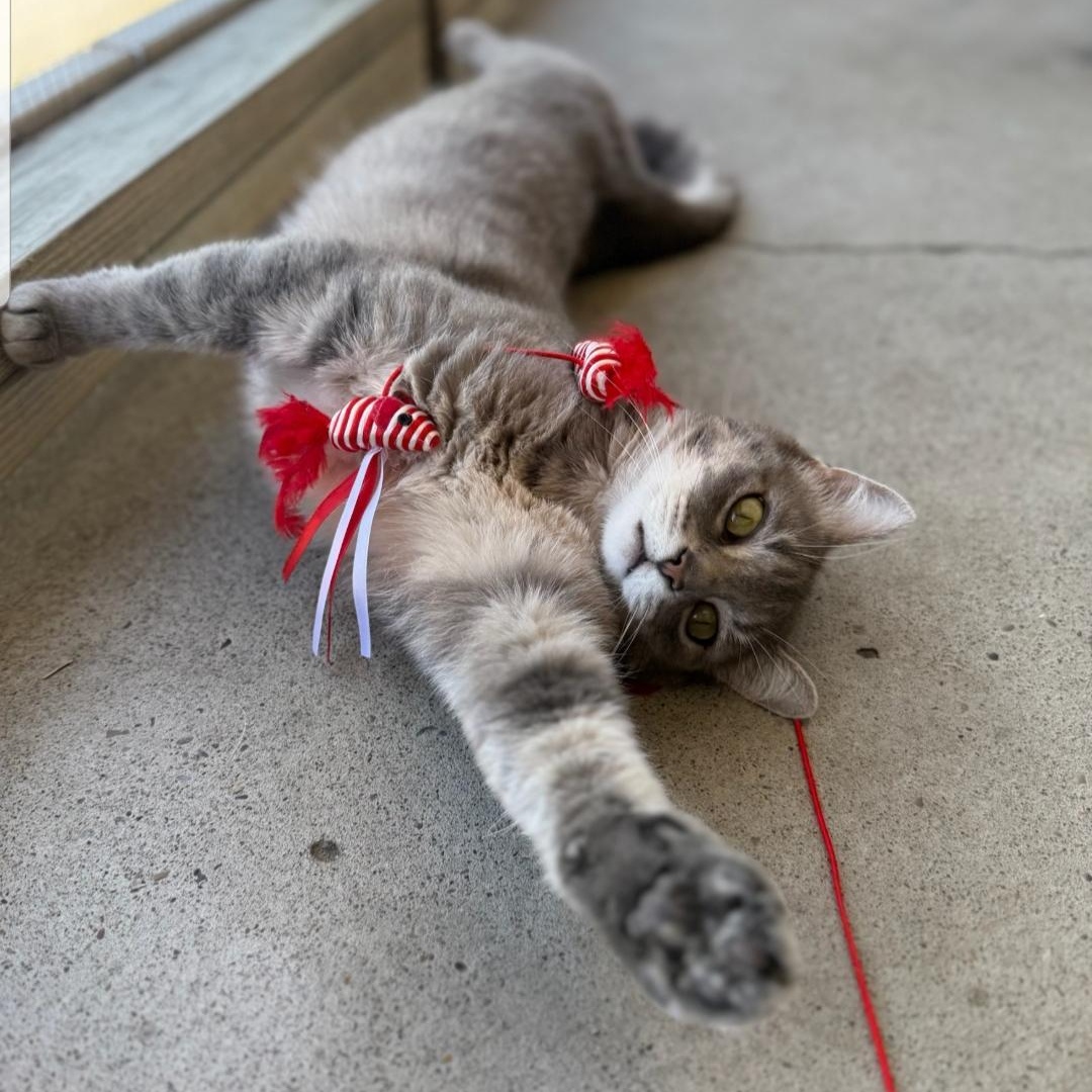 Ursula, a ADOPTABLE Domestic Short Hair in Greensburg, PA image 6/6