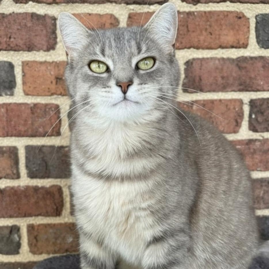 Ursula, a ADOPTABLE Domestic Short Hair in Greensburg, PA image 2/6