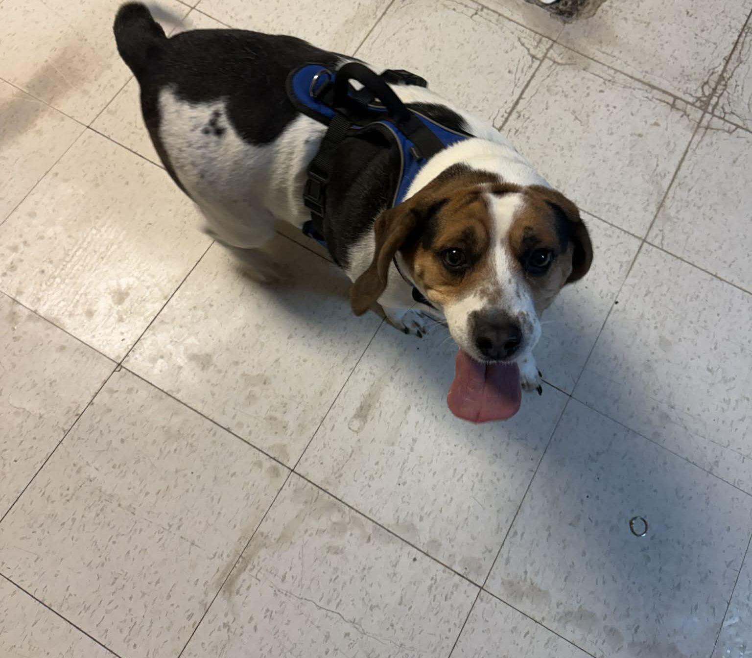 Enlarge Jack, a ADOPTABLE mixed breed in Altoona, PA image 1/1