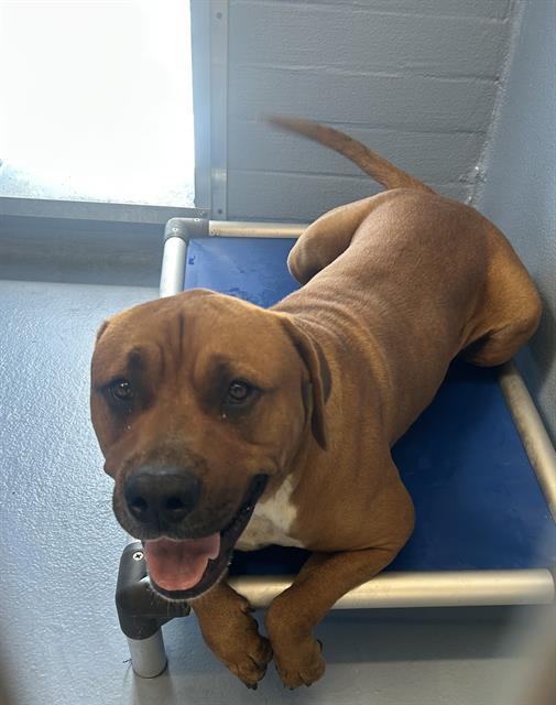 MIDAS, Adoptable, Adult Male Staffordshire Bull Terrier.