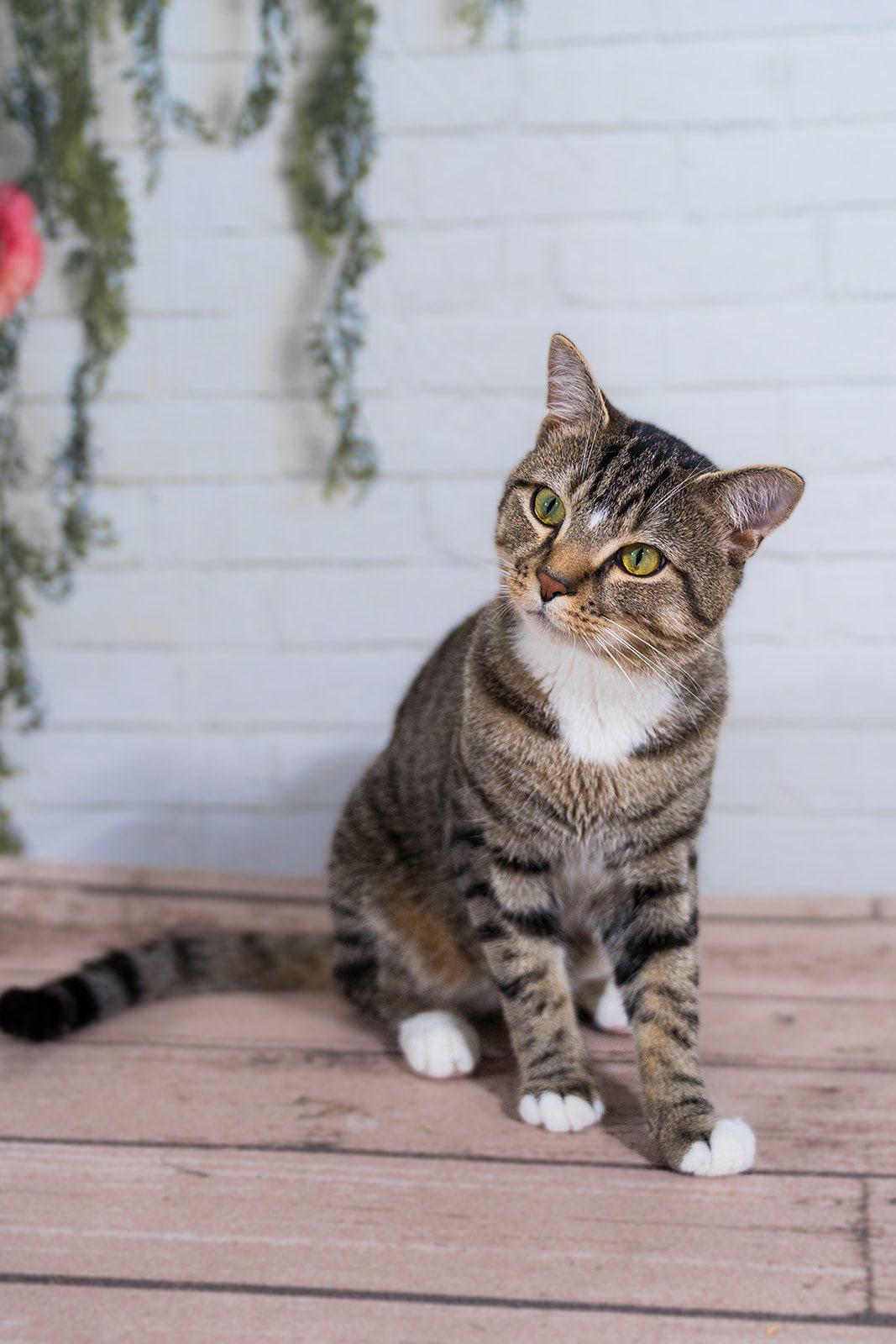 Robbie Rotten, Adoptable, Adult Male Domestic Short Hair.