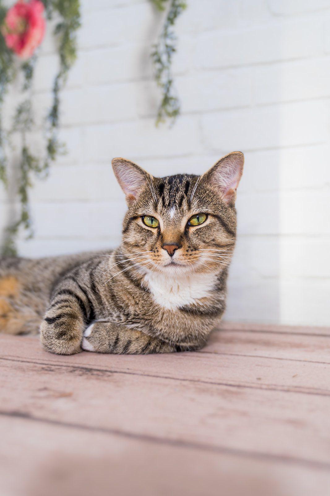 Robbie Rotten, a Adoptable Domestic Short Hair in Dellslow, WV image 2/6