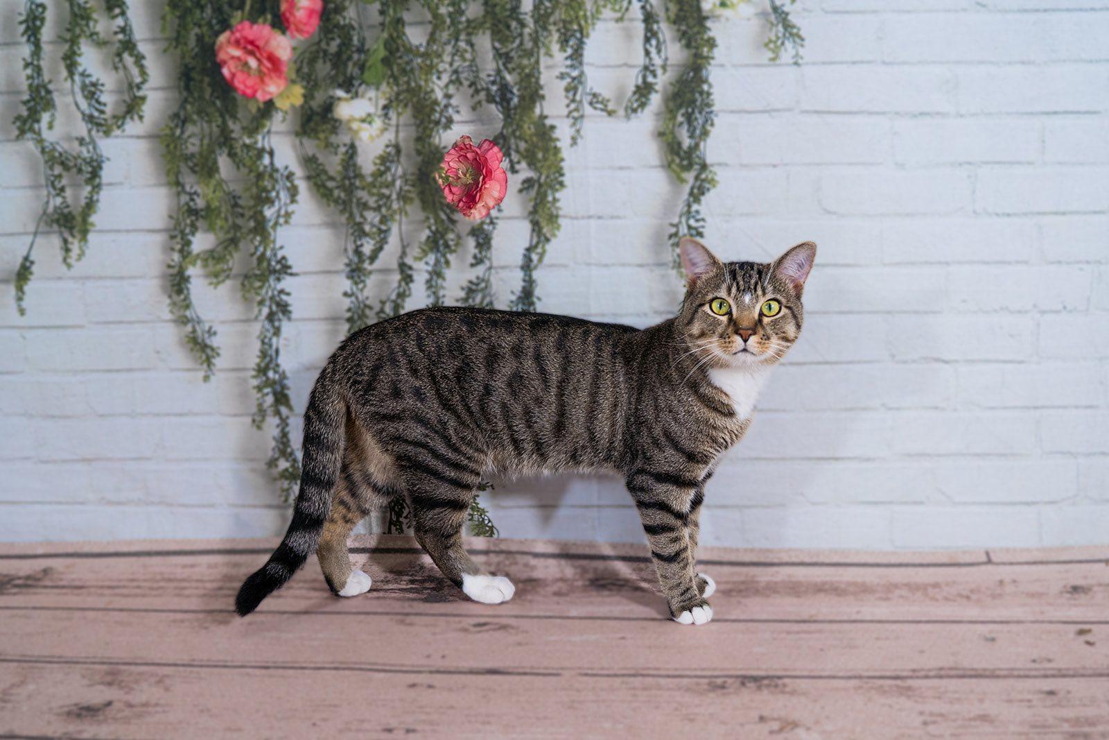 Robbie Rotten, a Adoptable Domestic Short Hair in Dellslow, WV image 3/6