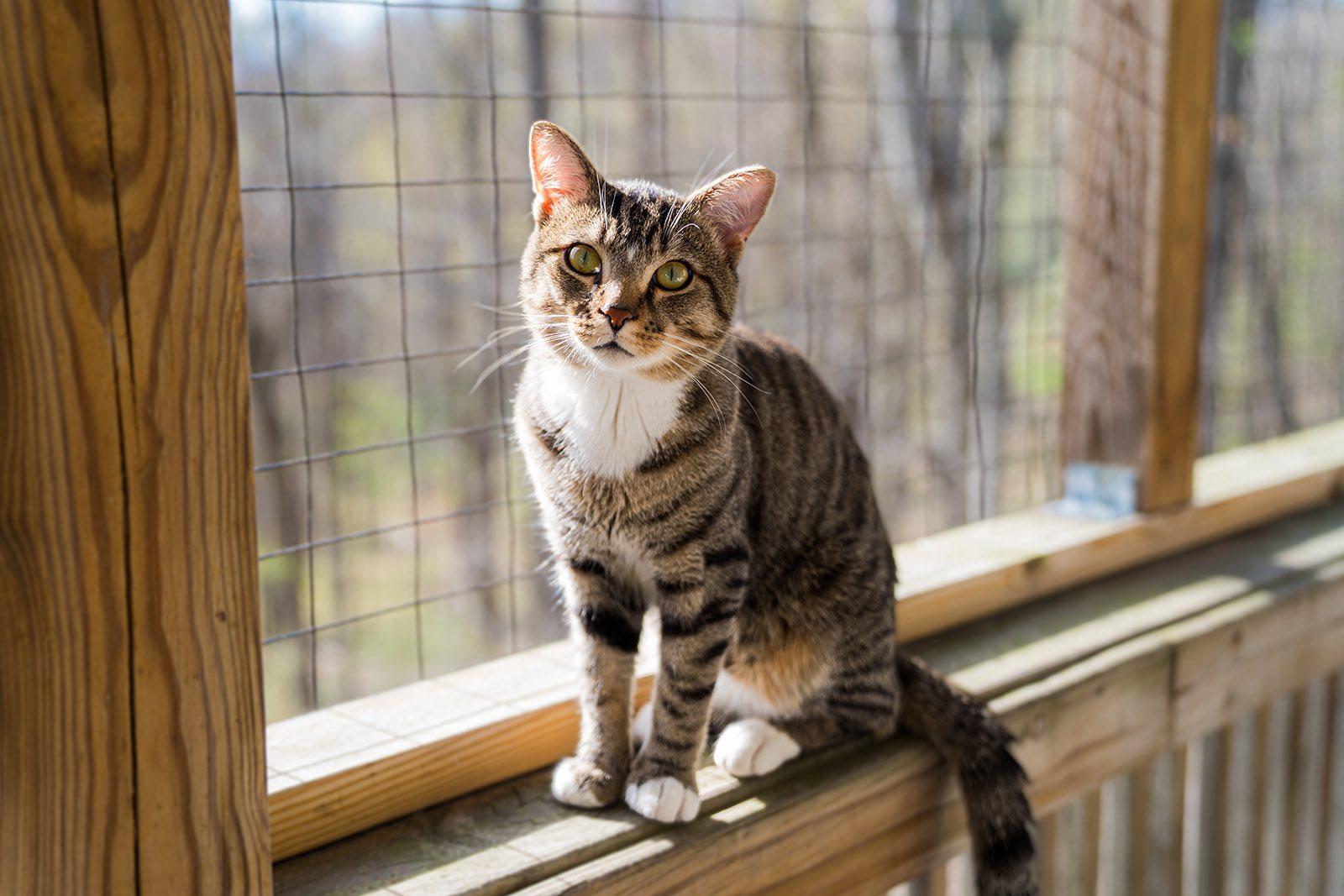Robbie Rotten, a Adoptable Domestic Short Hair in Dellslow, WV image 4/6