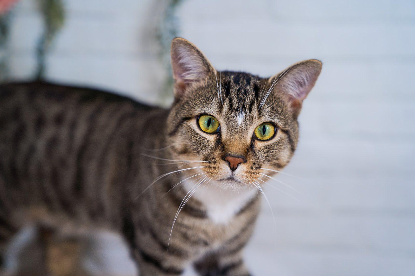 Robbie Rotten, a Adoptable Domestic Short Hair in Dellslow, WV image 5/6
